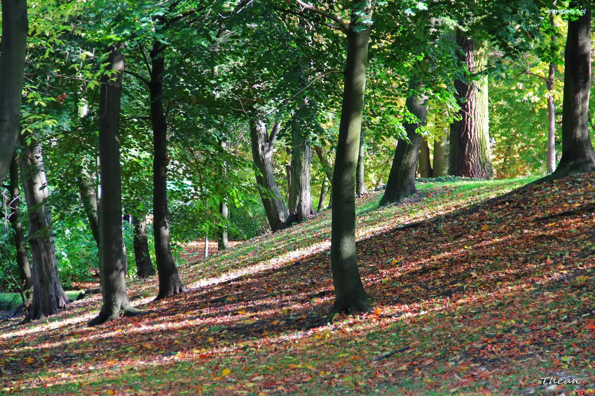 Drzewa, Jesień, Park