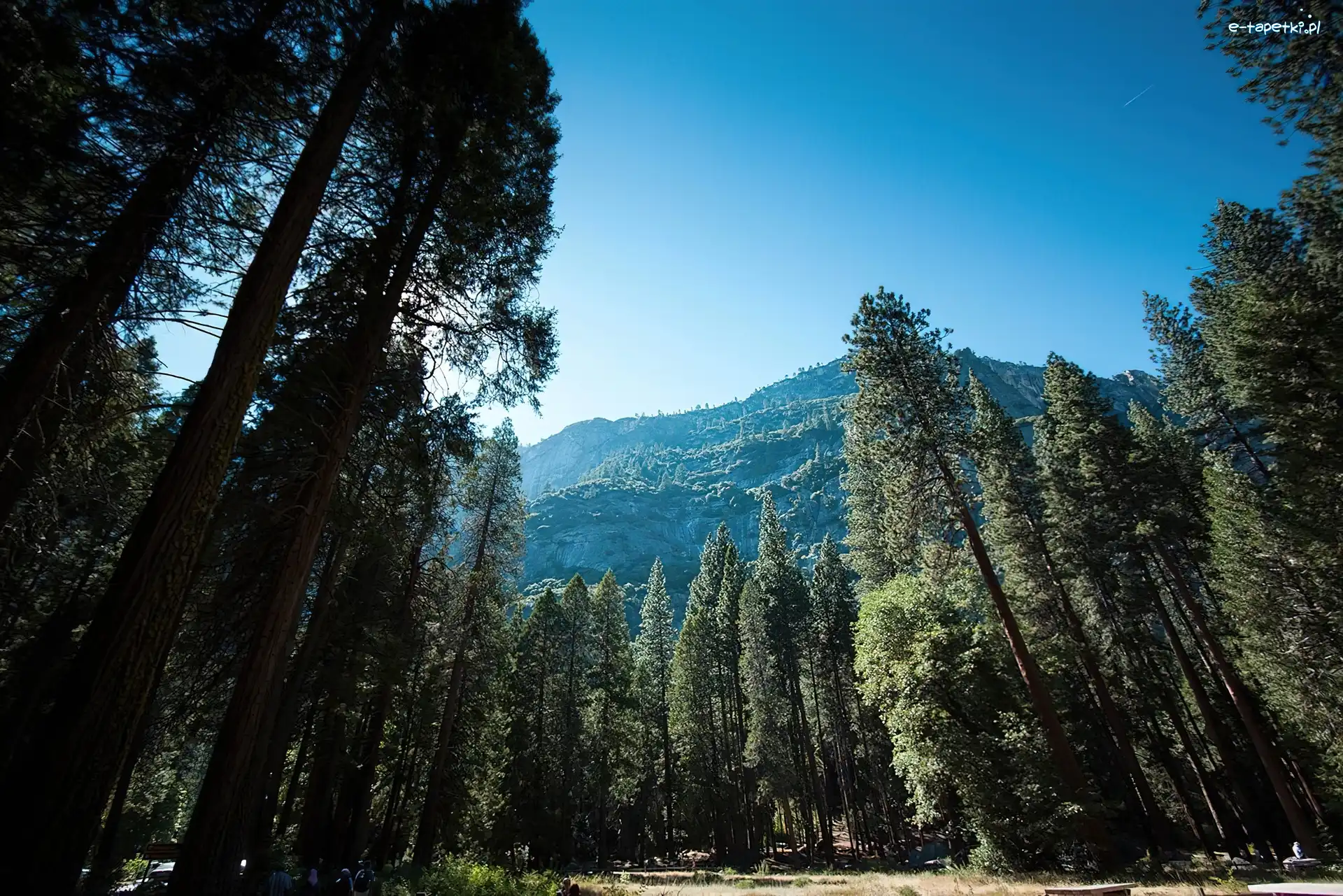 Stany Zjednoczone, Park Narodowy Yosemite, Stan Kalifornia, Las, Góry