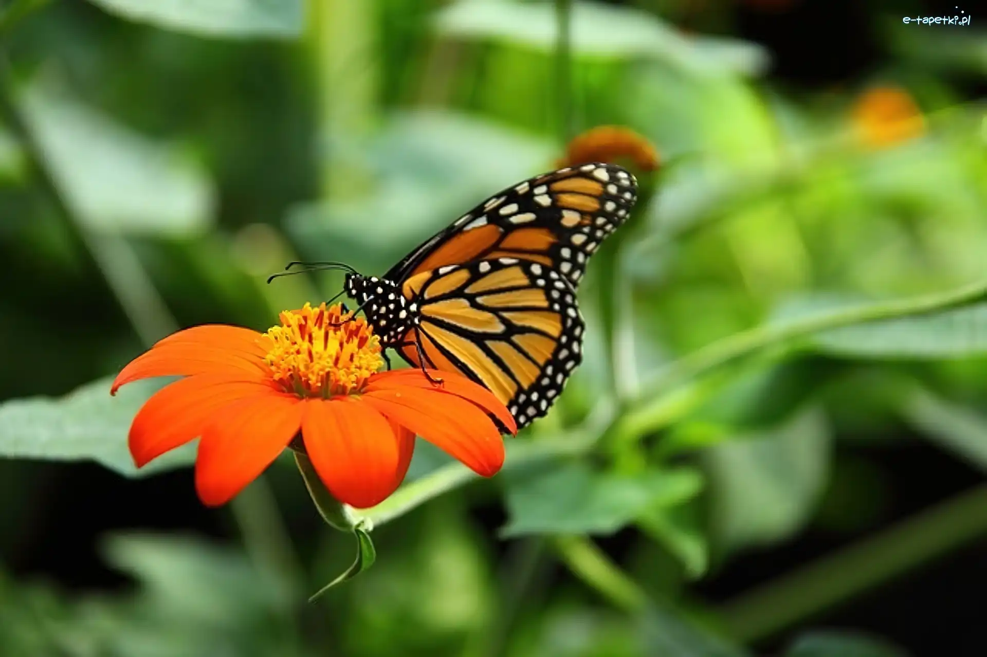 Monarcha, Motyl, Kolorowy