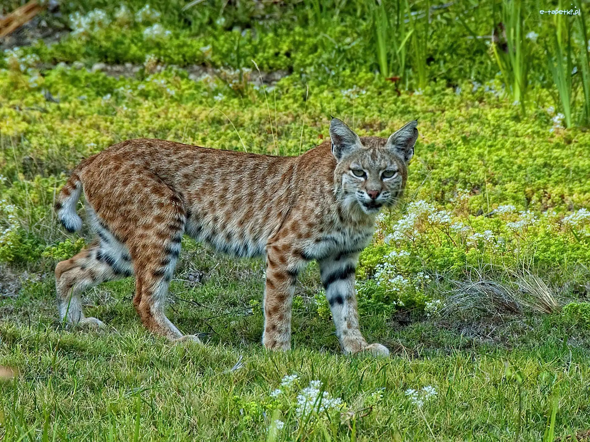 Łąka, Ryś Amerykański