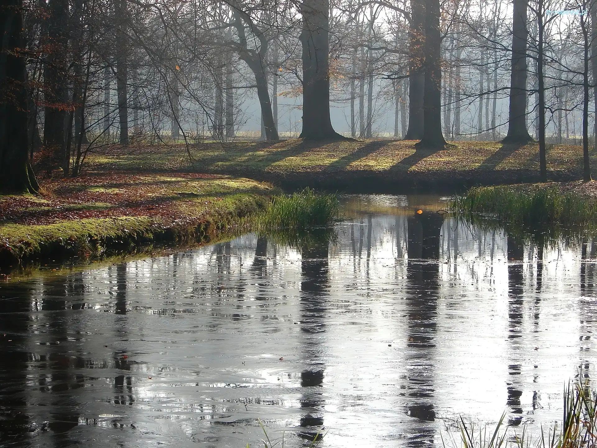 Poranek, Las, Jezioro
