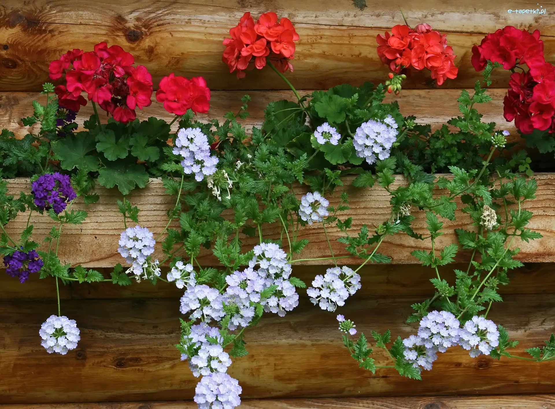 Czerwone, Białe, Pelargonie