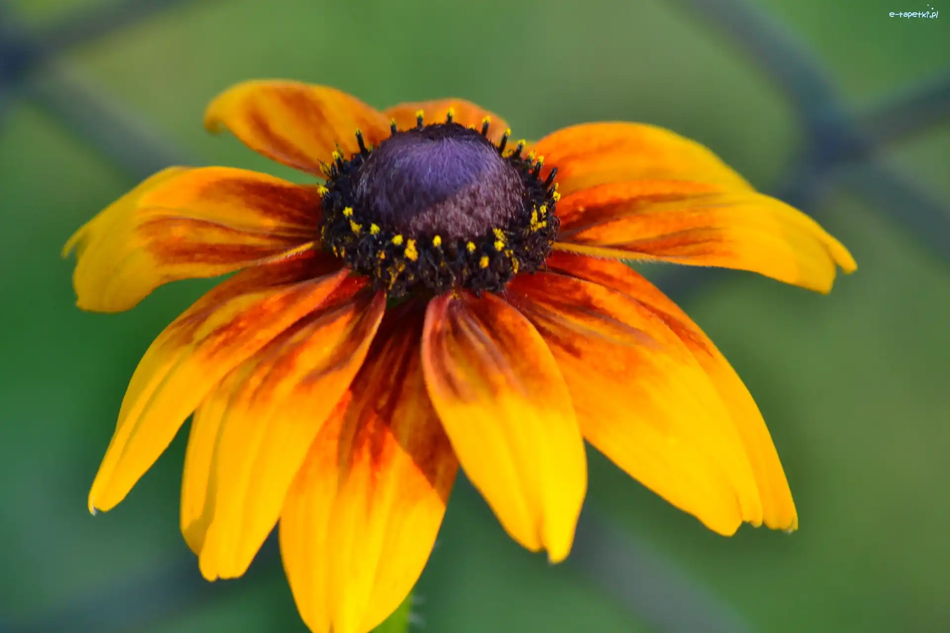 Pomarańczowa, Rudbekia
