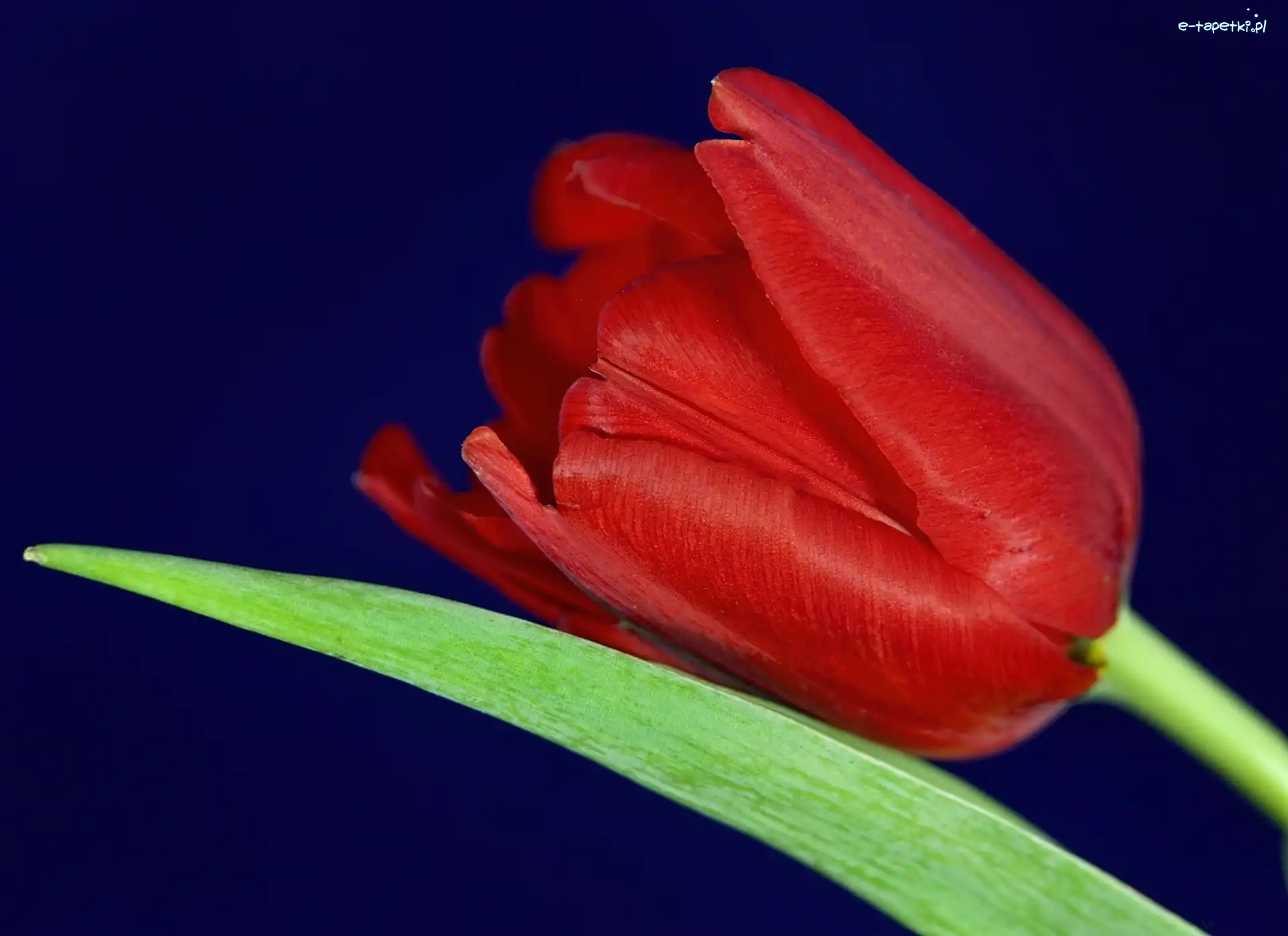 Liść, Tulipan, Czerwony