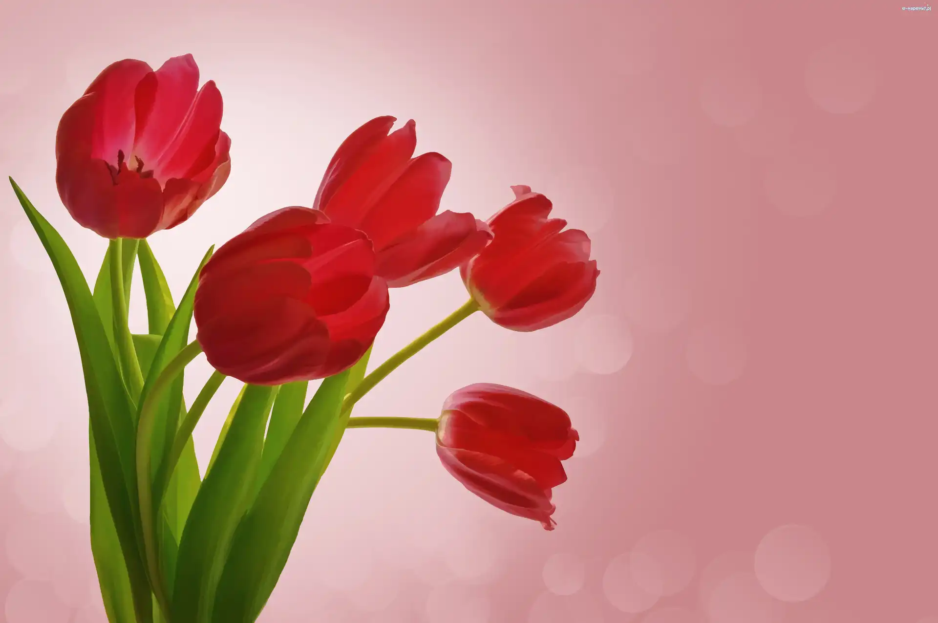 Tulipany, Kwiaty