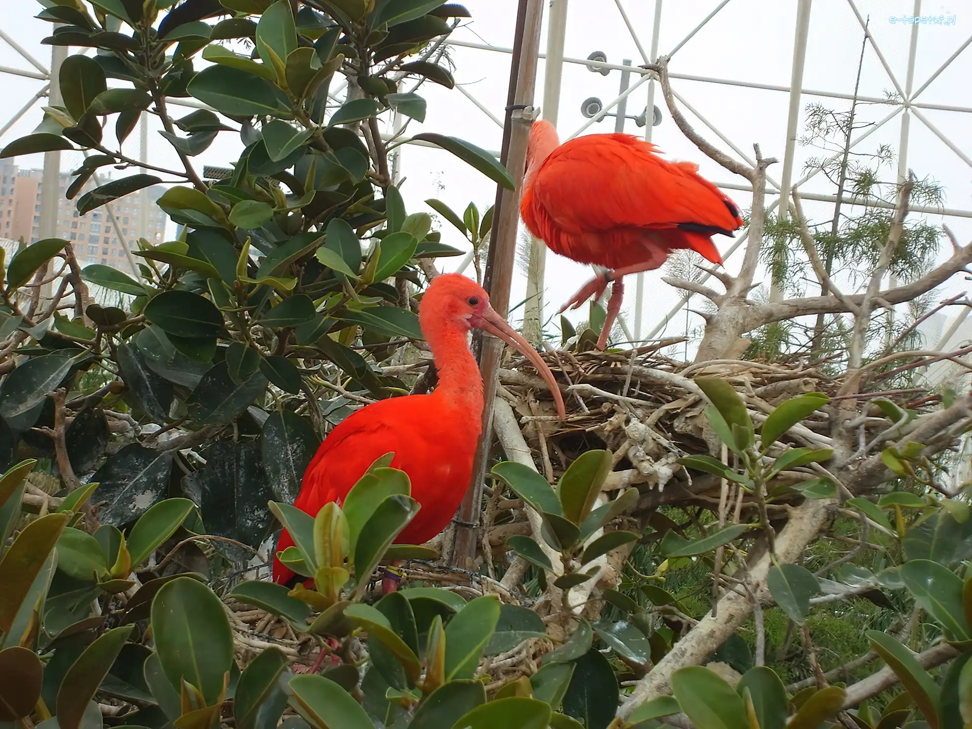Zieleń, Klatka, Ibis Szkarłatny