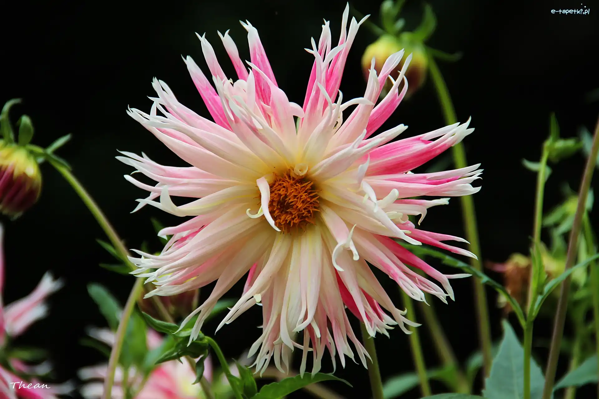 Dalia, Różowa