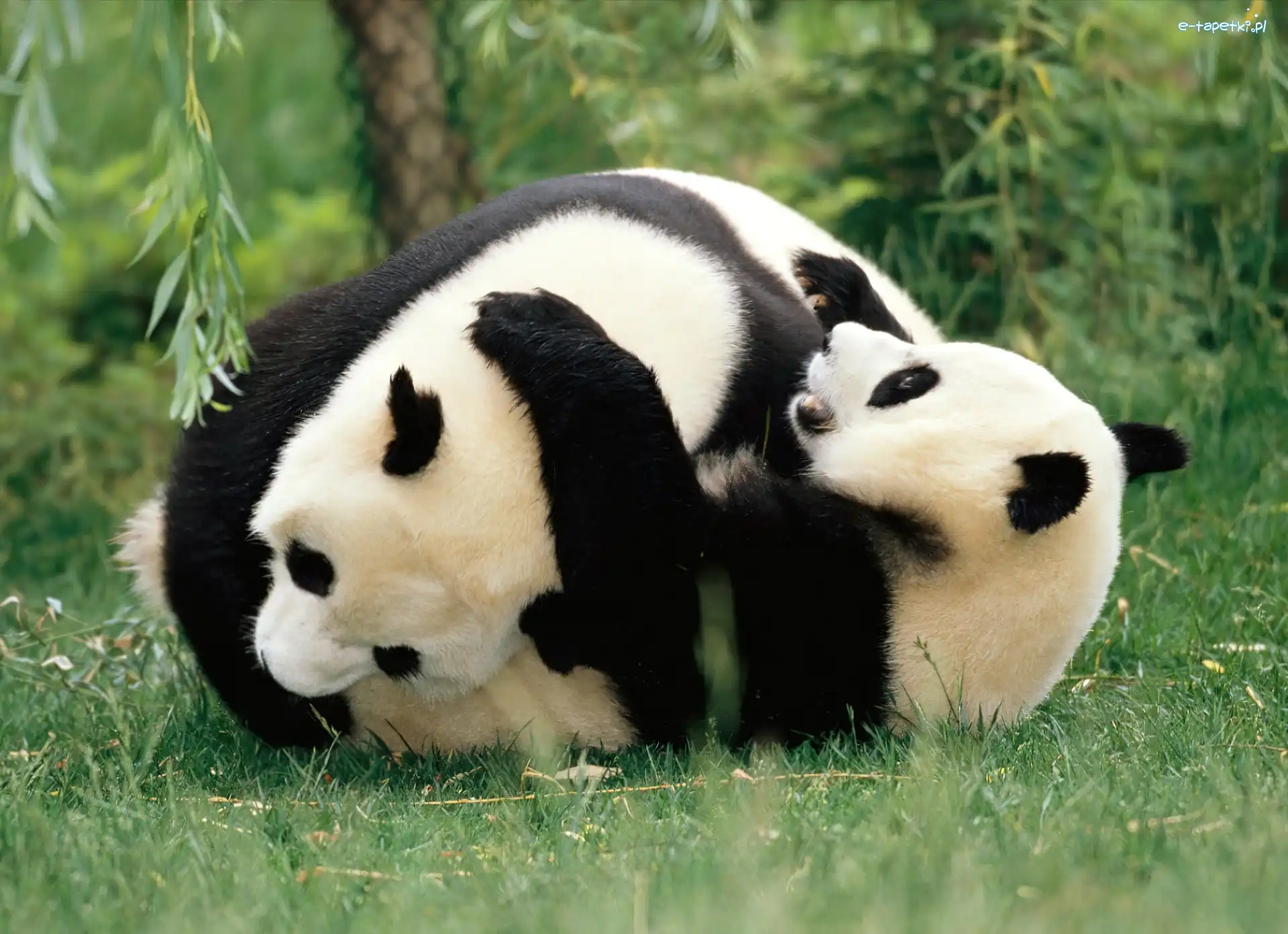Pandy, Dwie, Zabawa