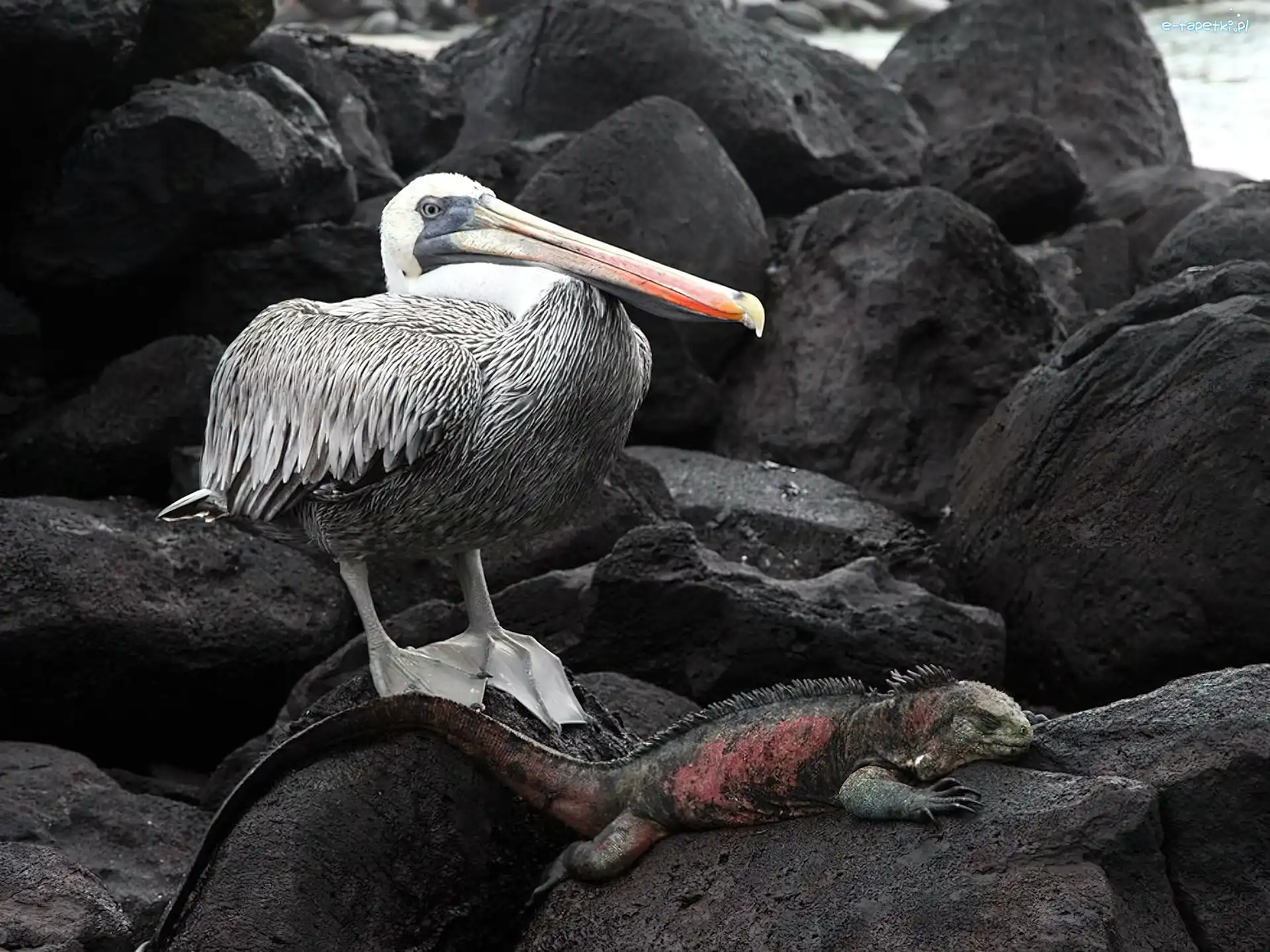 Pelikan, Galapagos