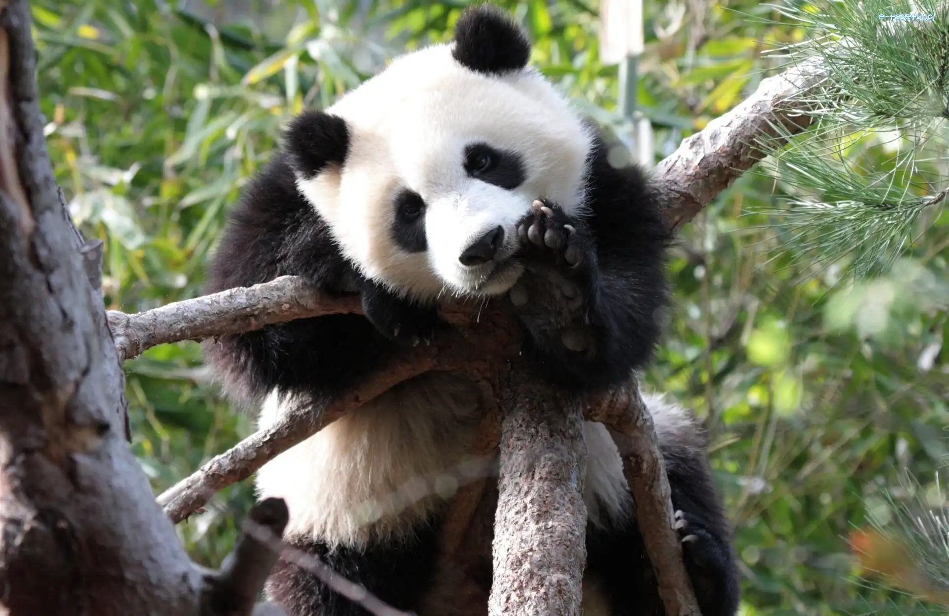 Drzewo, Łapka, Panda