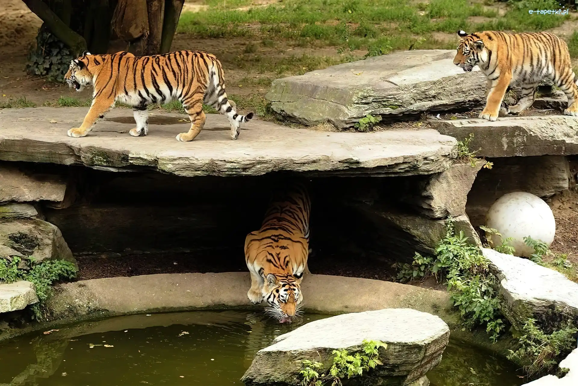 Wodopój, ZOO, Tygrysy