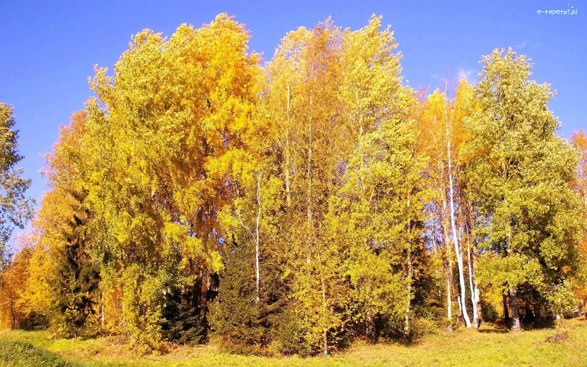 Jesień, Drzewa, Wysokie