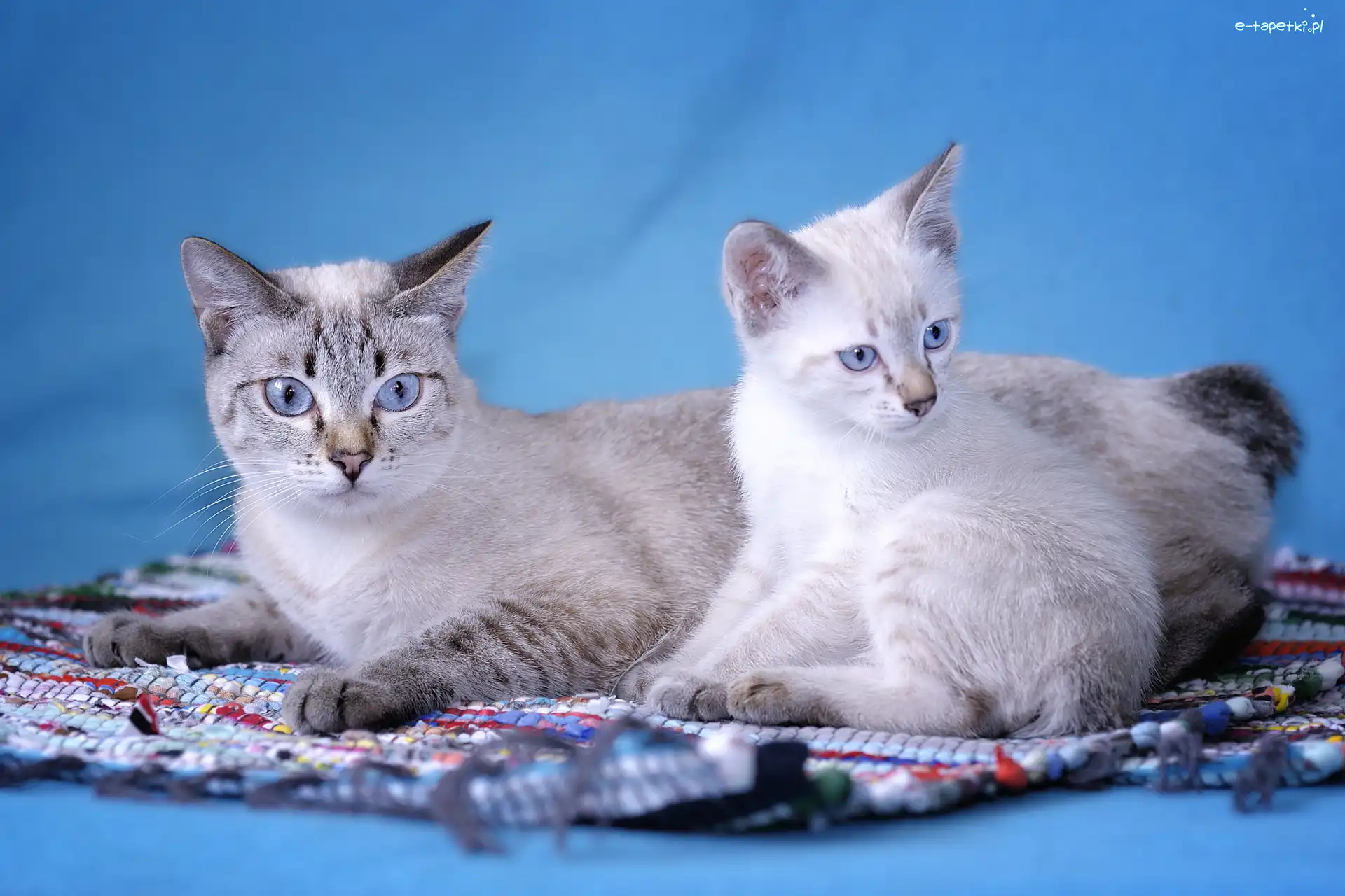 Mekong Bobtail, Kotki, Dwa