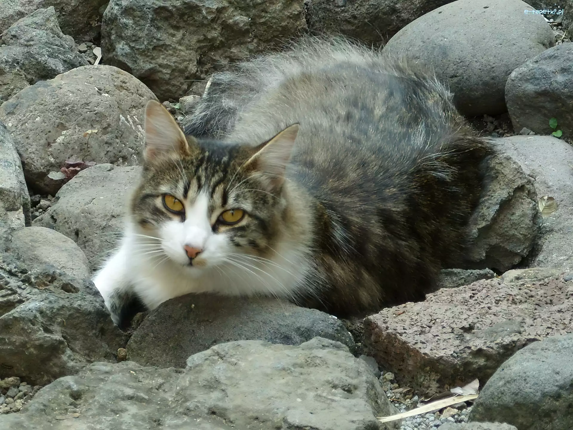 Kamienie, Kot
