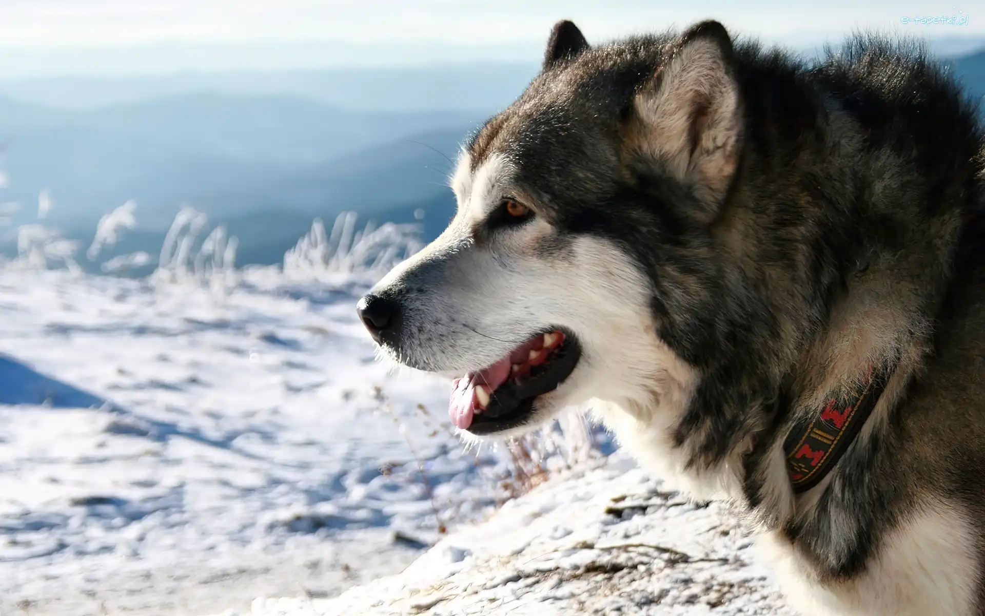 Zima, Malamute, Alaskan