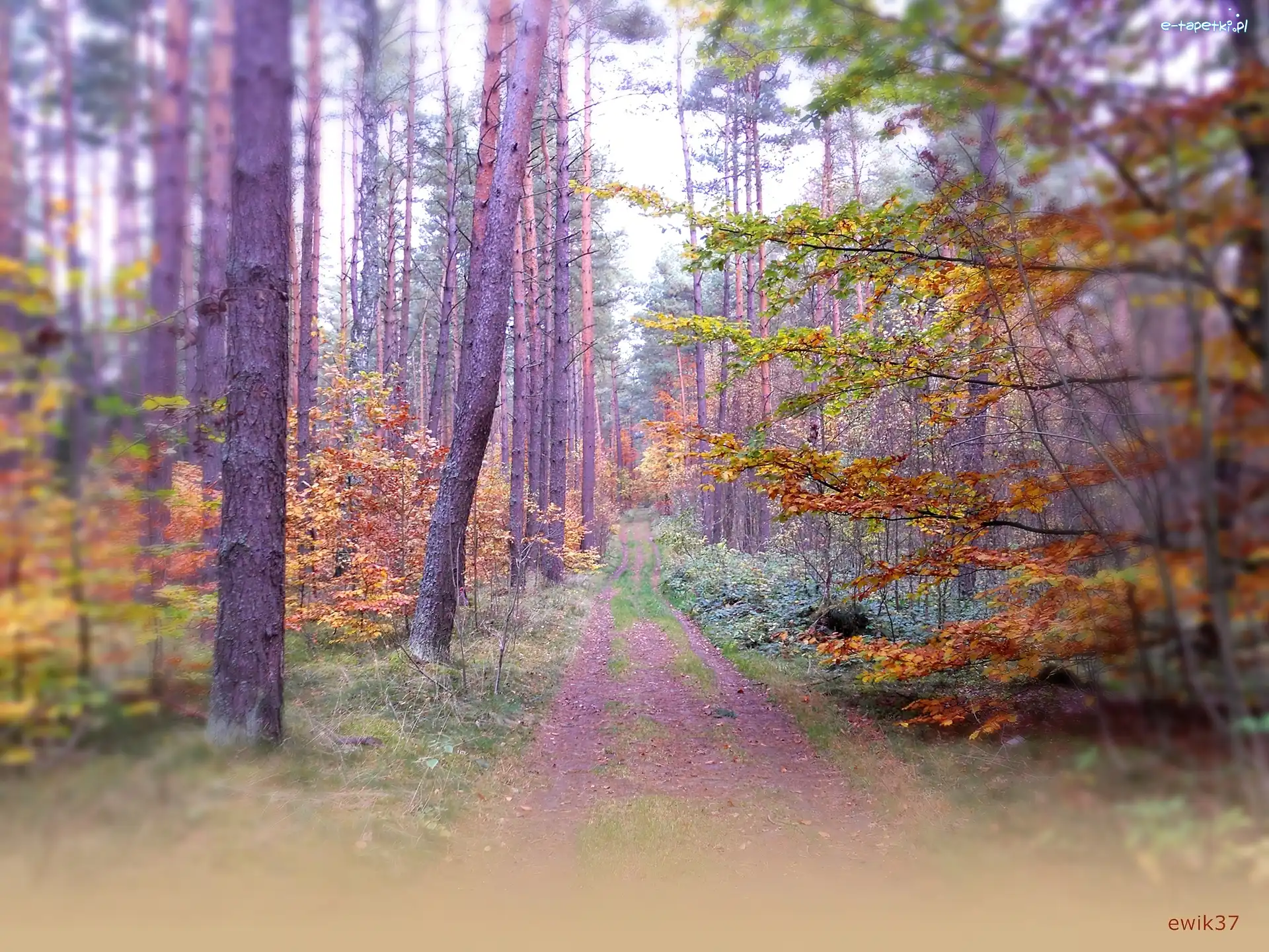 Kolory, Las, Jesień