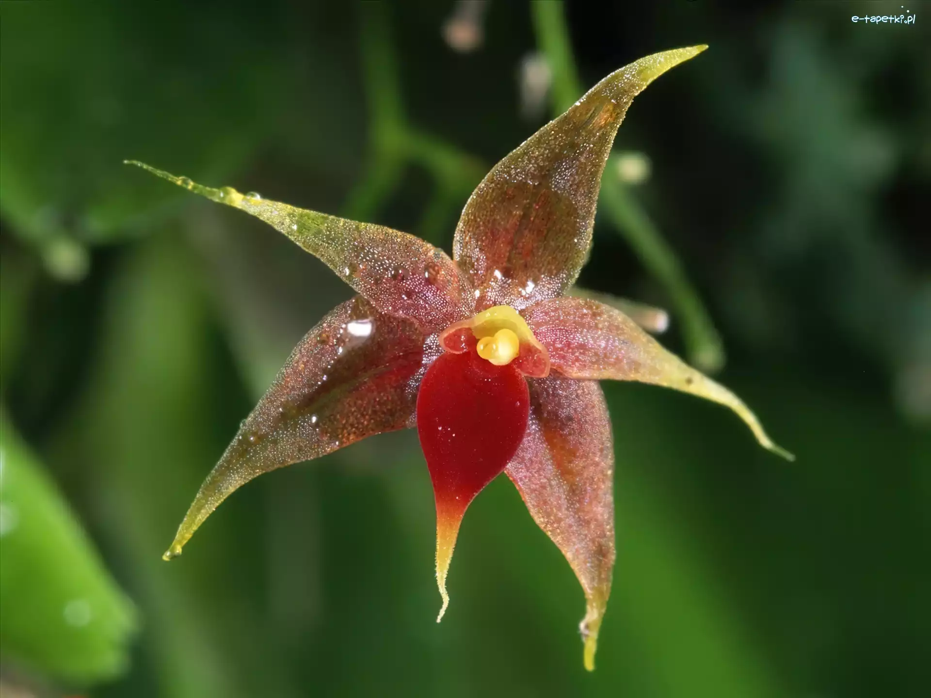 Orchidea, Miniaturowa