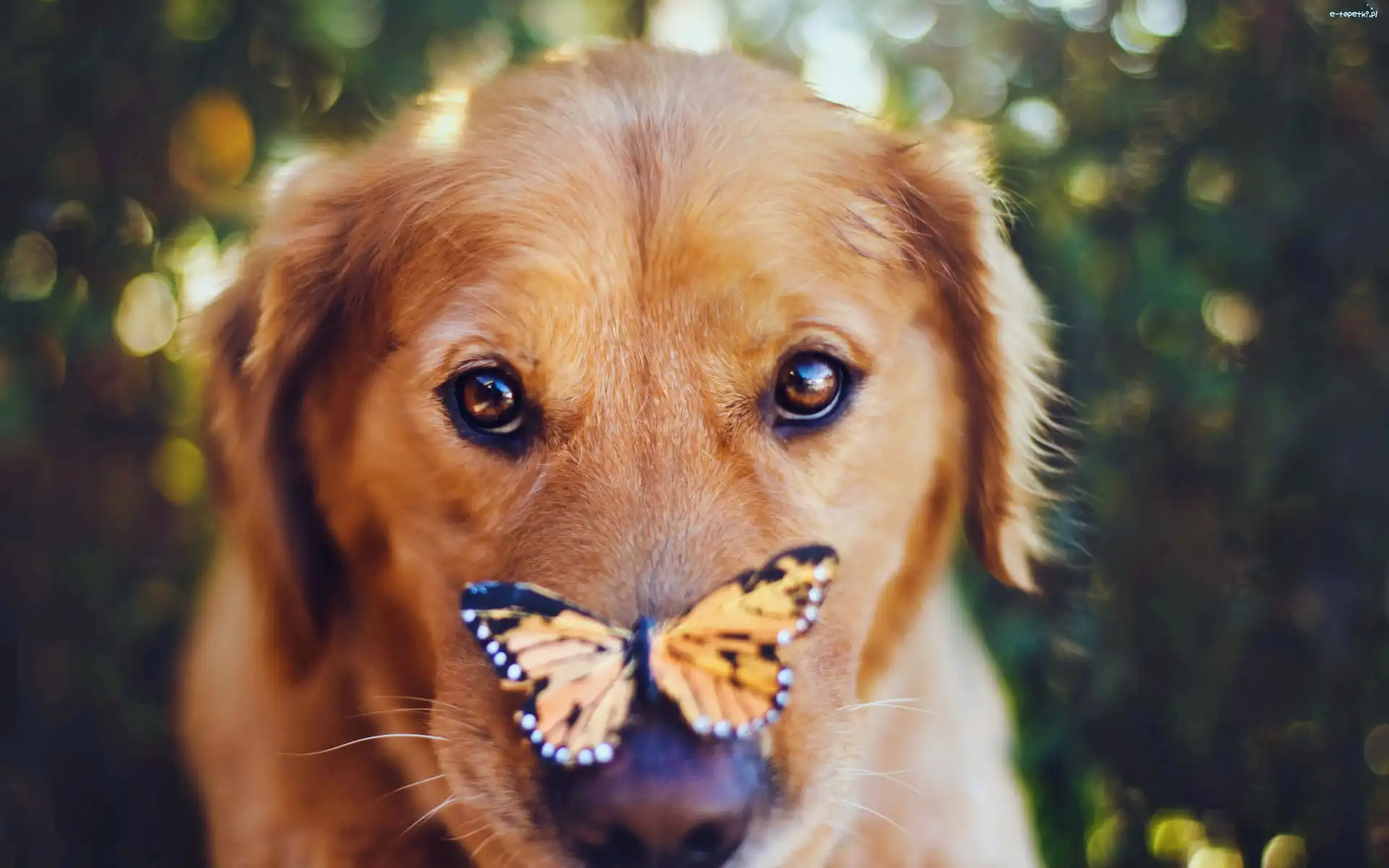 Psa, Motyl
, Golden retriever, Mordka