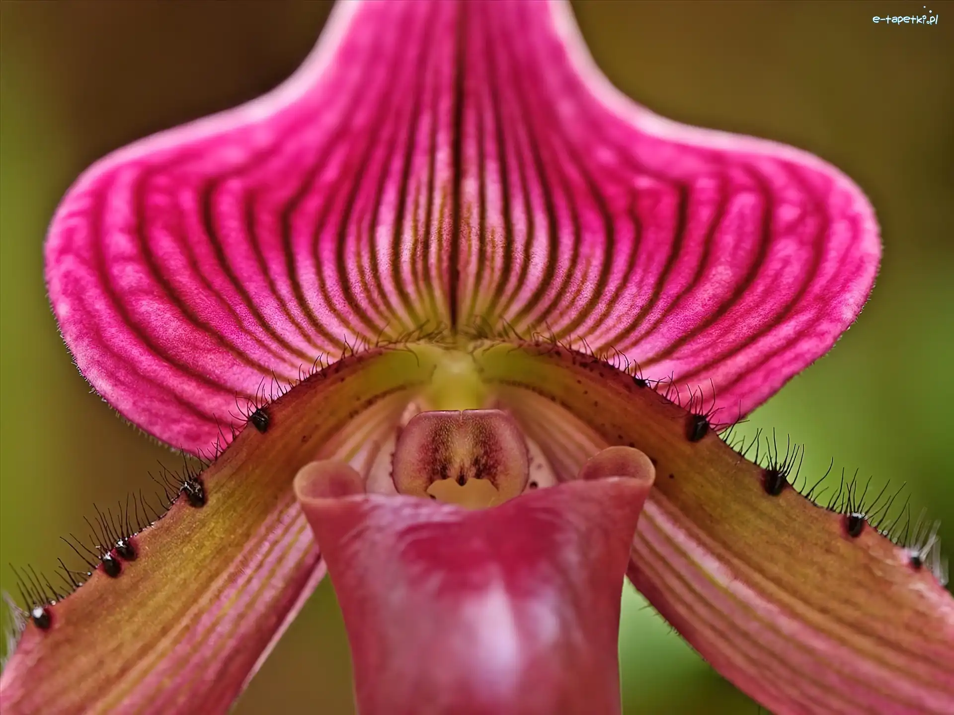 Ladyslipper, Odmiana, Orchid, Kwiat, Storczyka