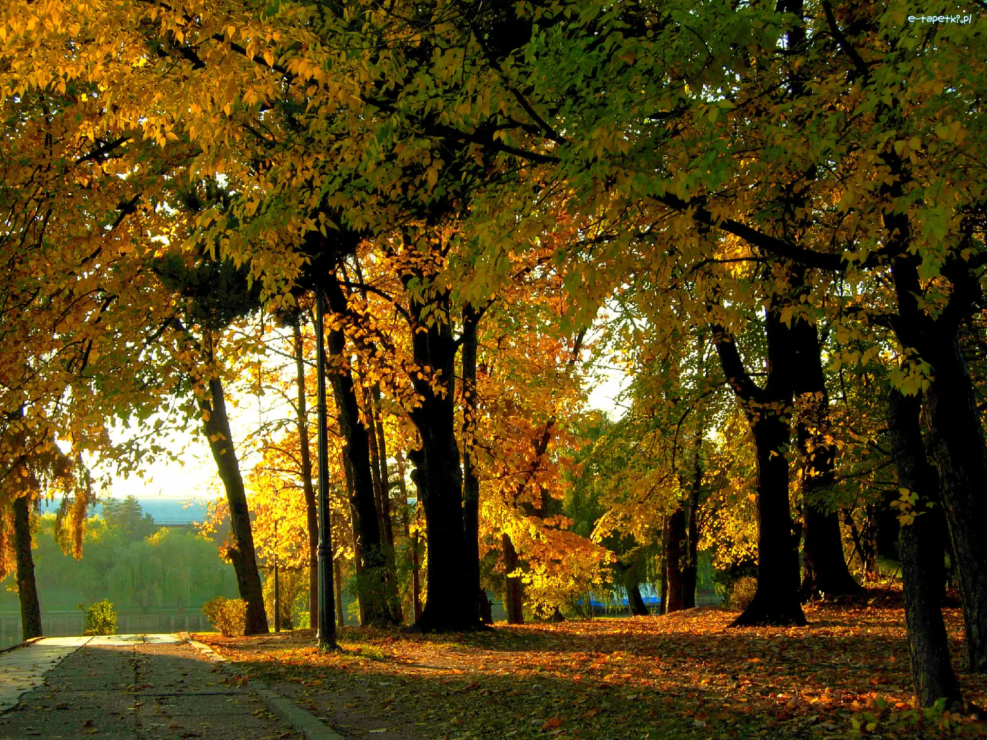 Liście, Park, Jesień