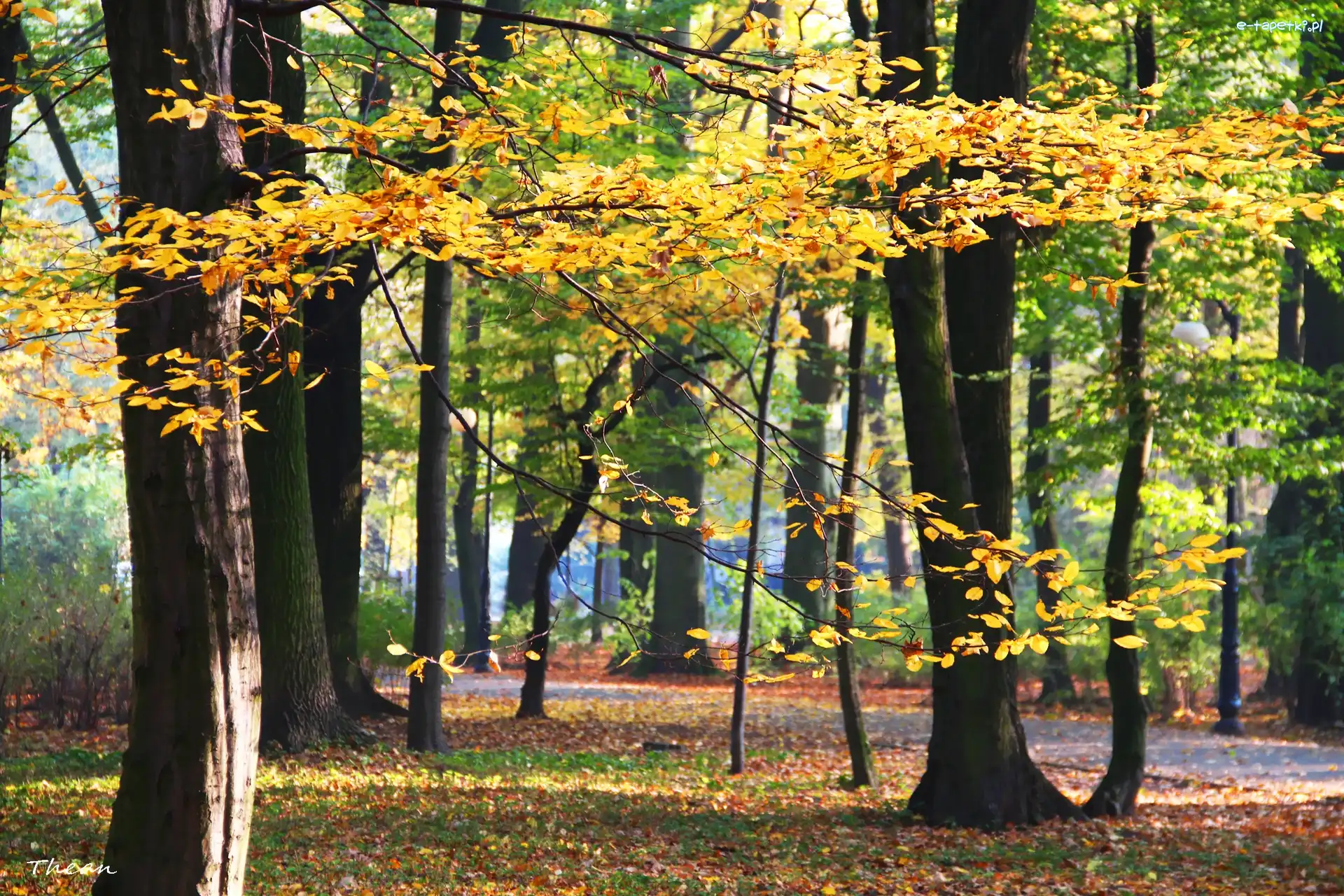 Park, Jesienny