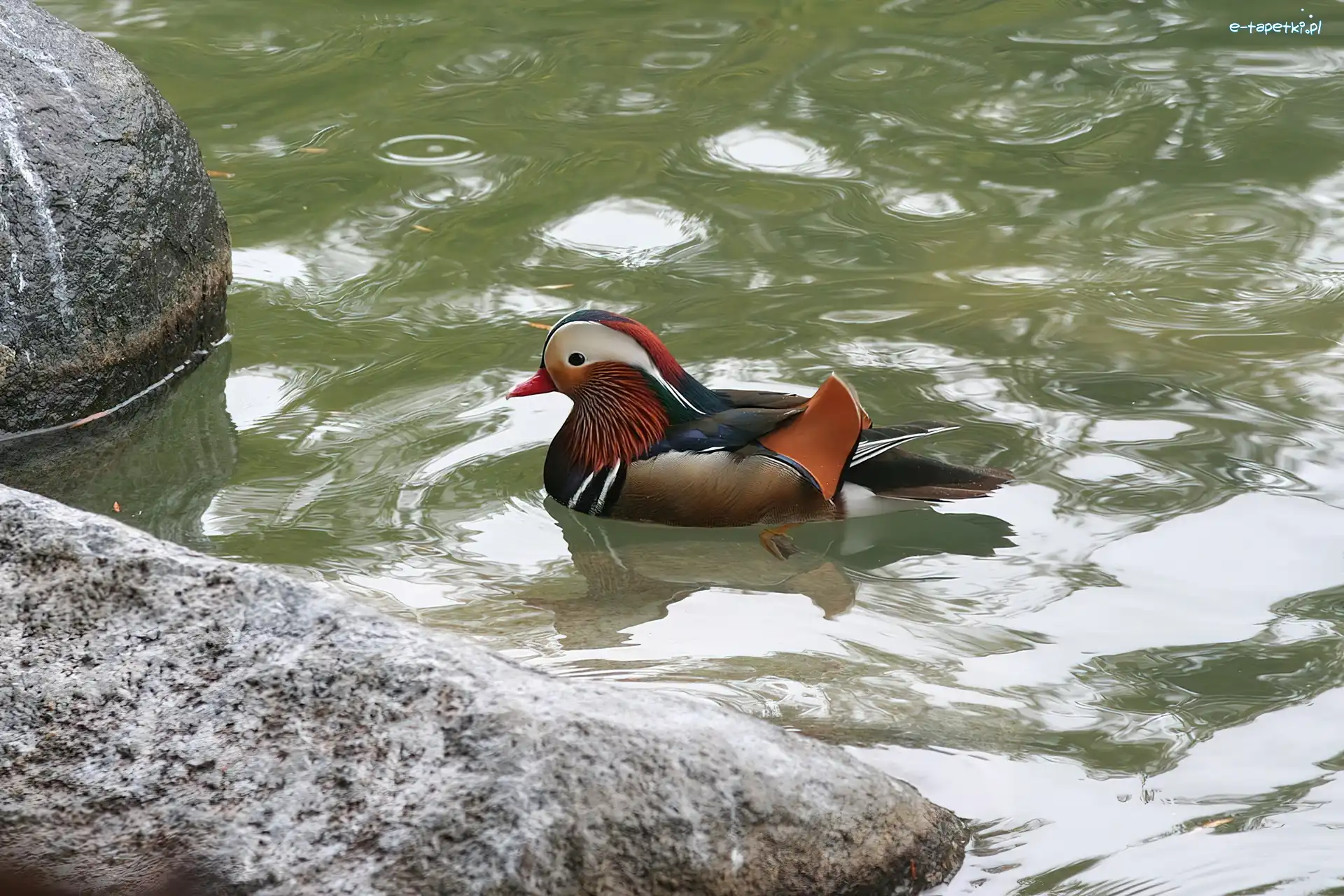 Mandarin, Kamienie, Woda, Kaczka