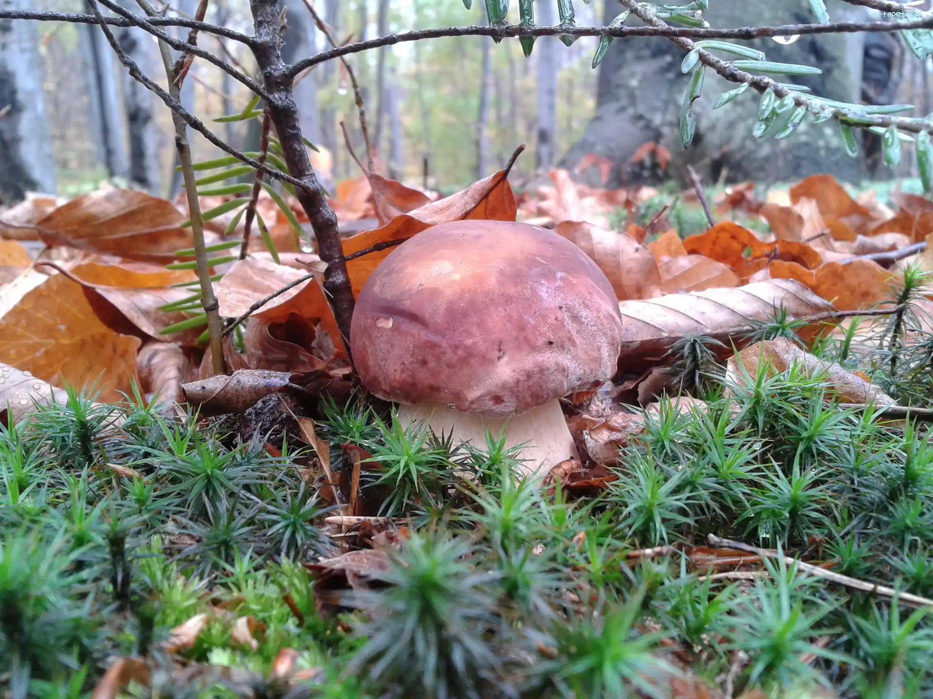 Las, Liście, Igliwie, Borowik