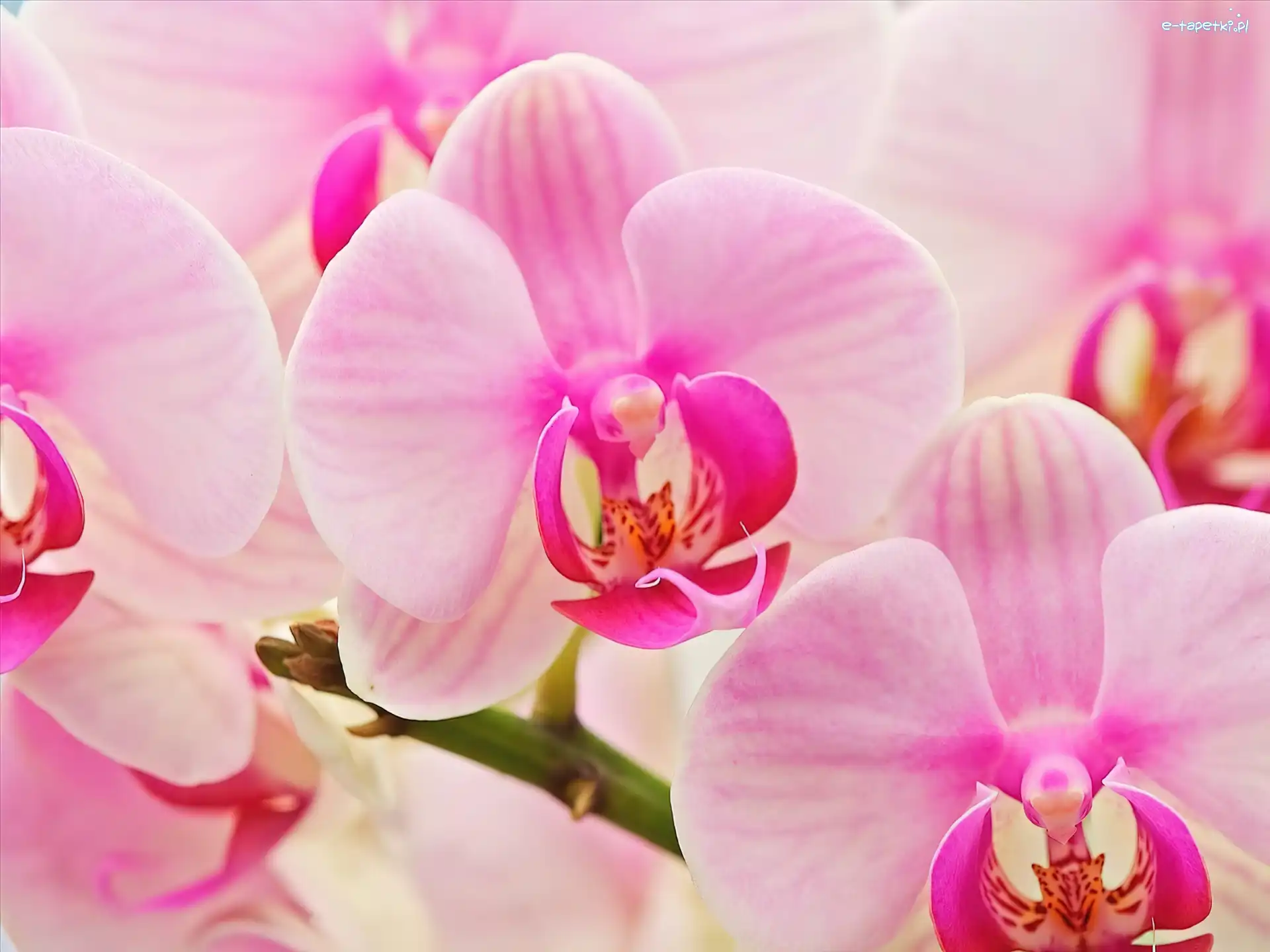 Orchidee, Różowe