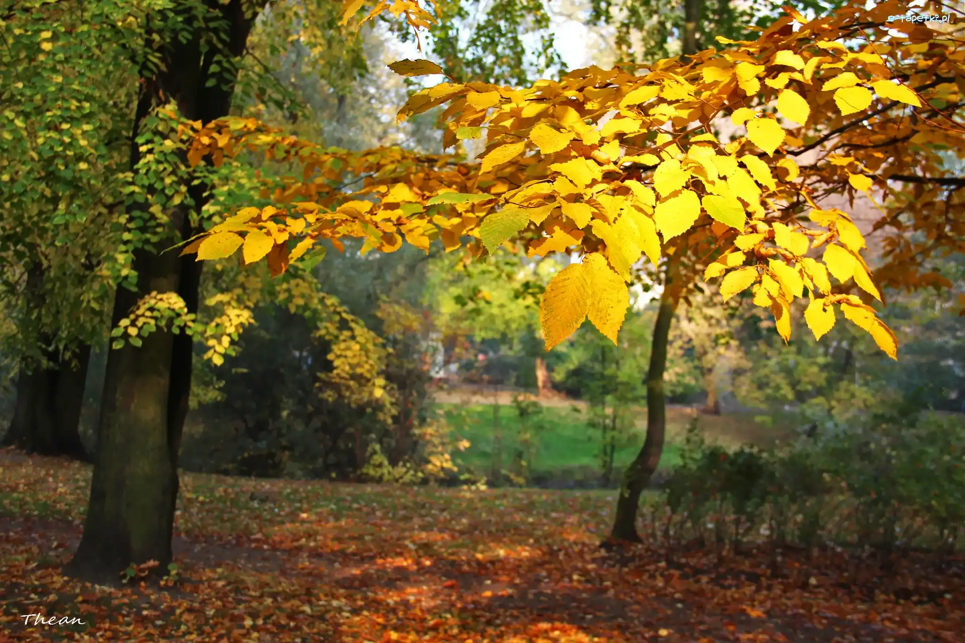 Jesienne, Park, Liście, Żółte