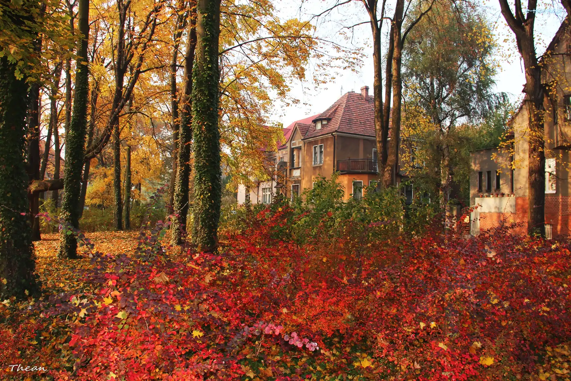 Kolorowe, Liście, Jesienne, Domy, Park
