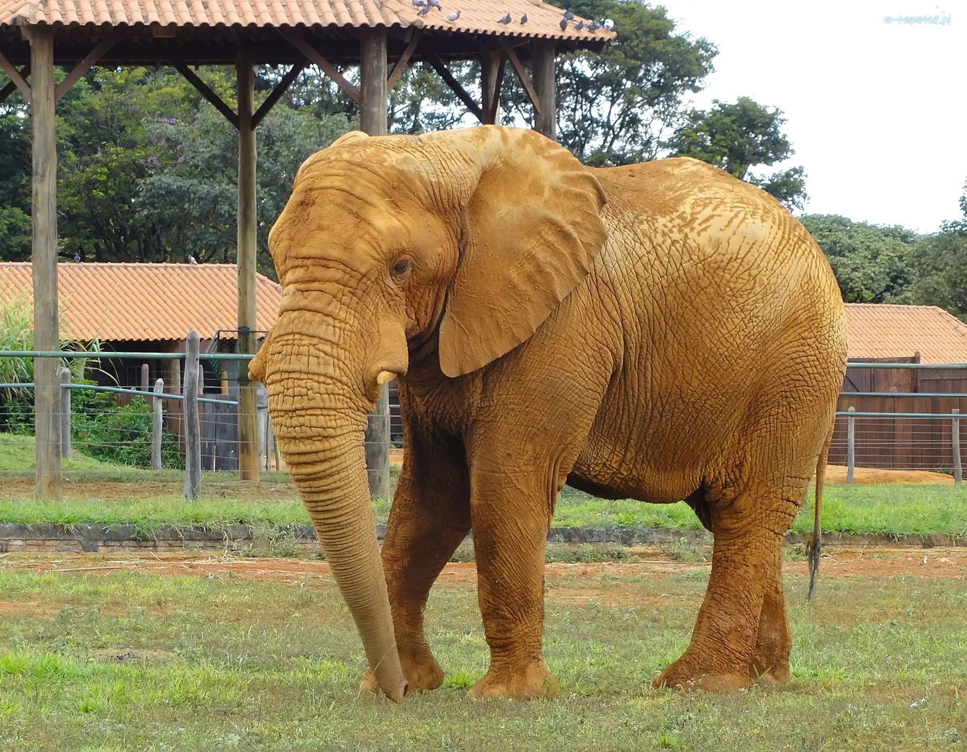 ZOO, Słoń