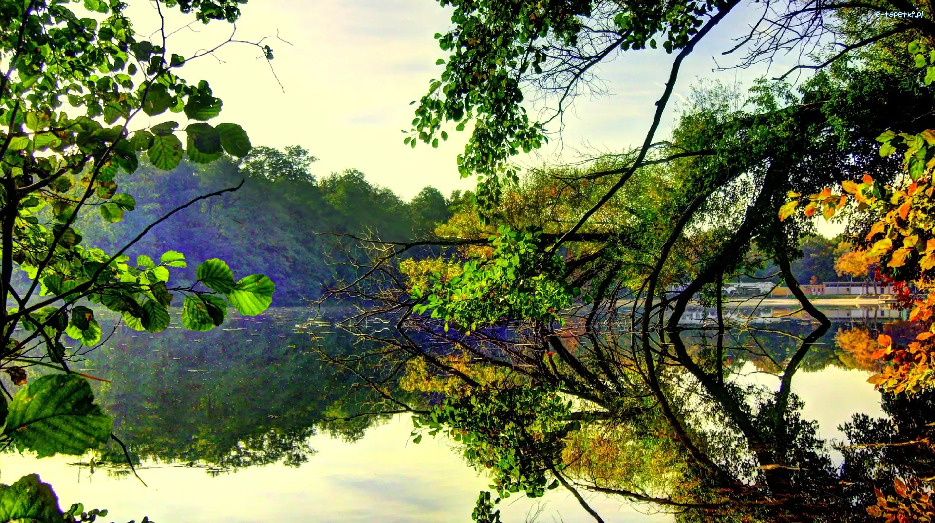 Jezioro, Drzewa