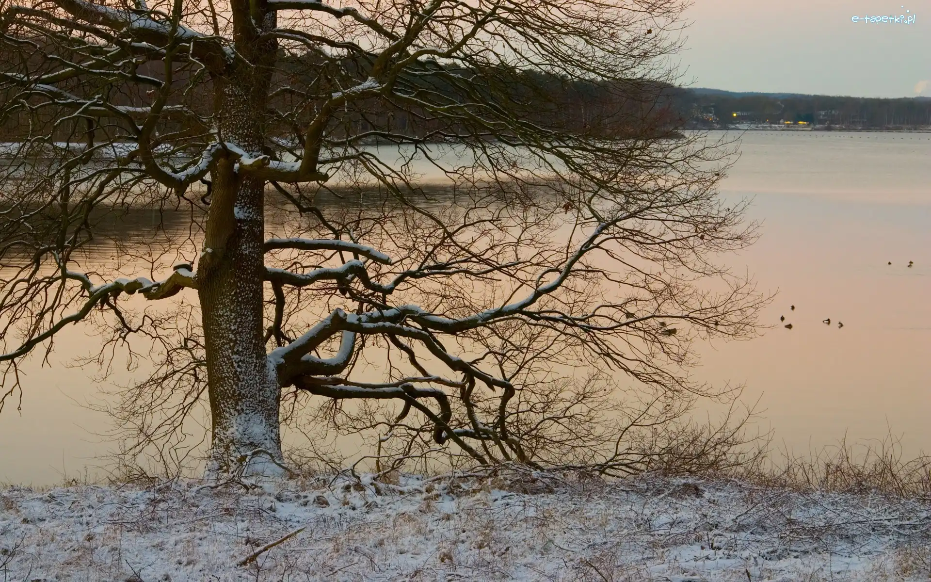 Drzewo, Zima, Góry, Rzeka