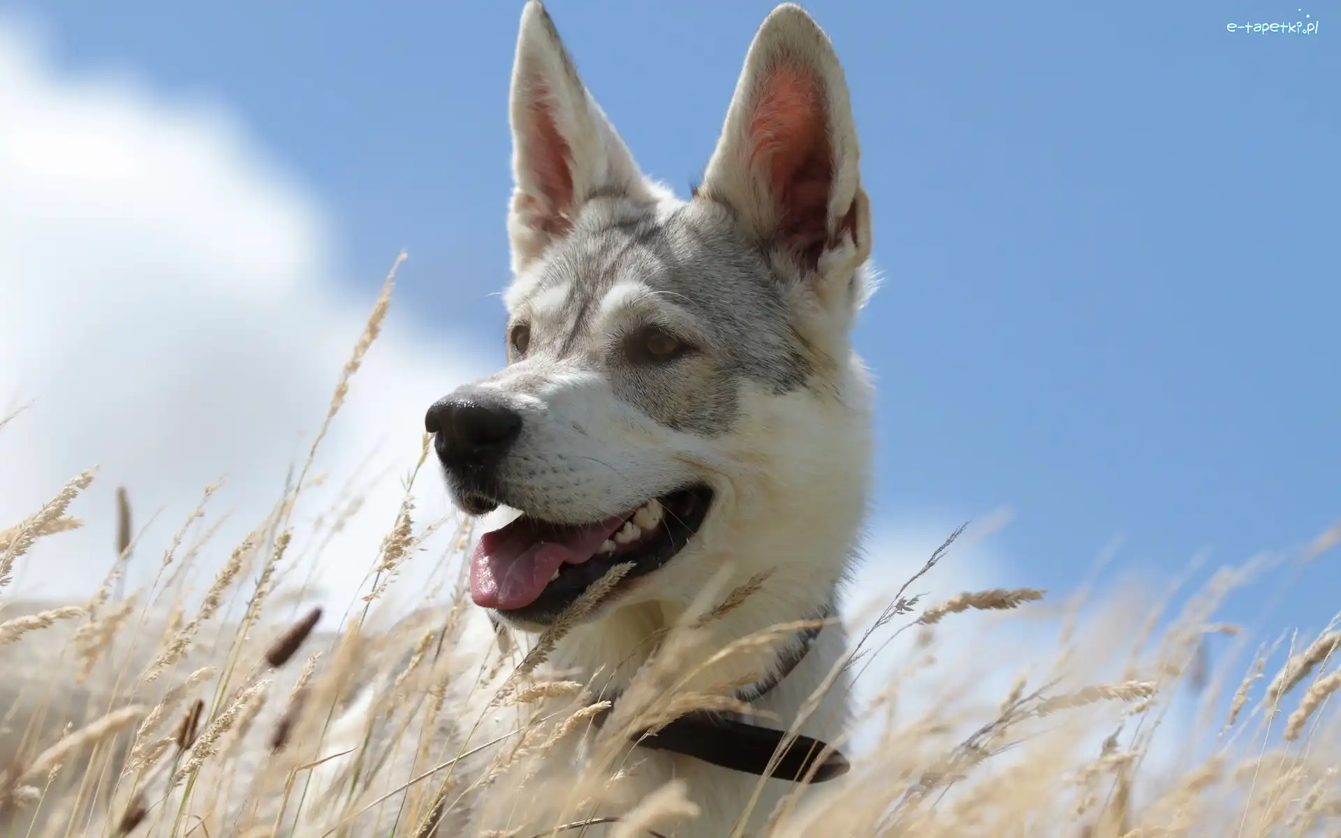 Husky, Trawa, Łąka, Pies