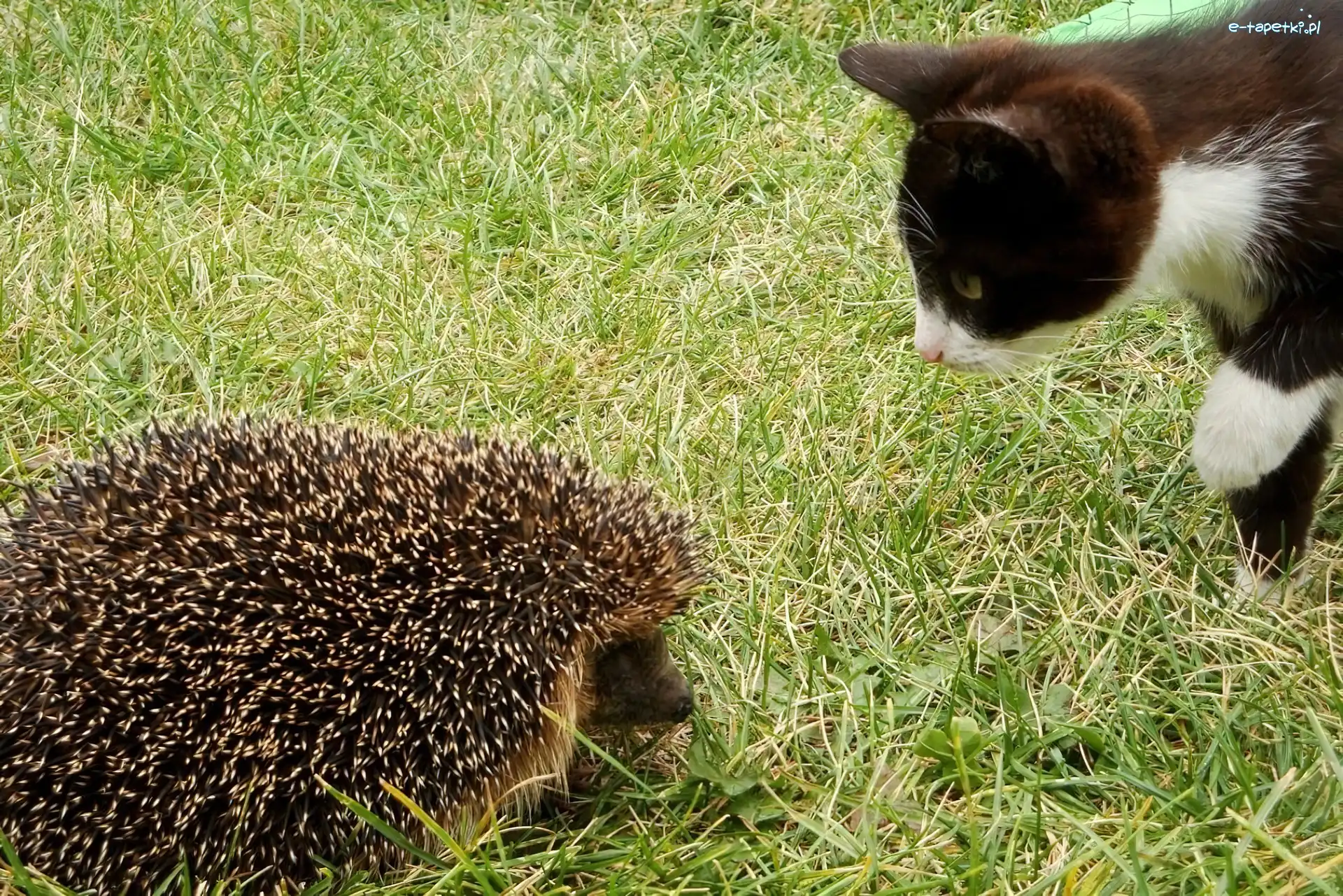 Jeż, Kot