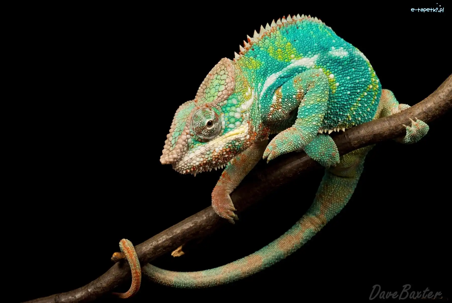 Kameleon, Zielony