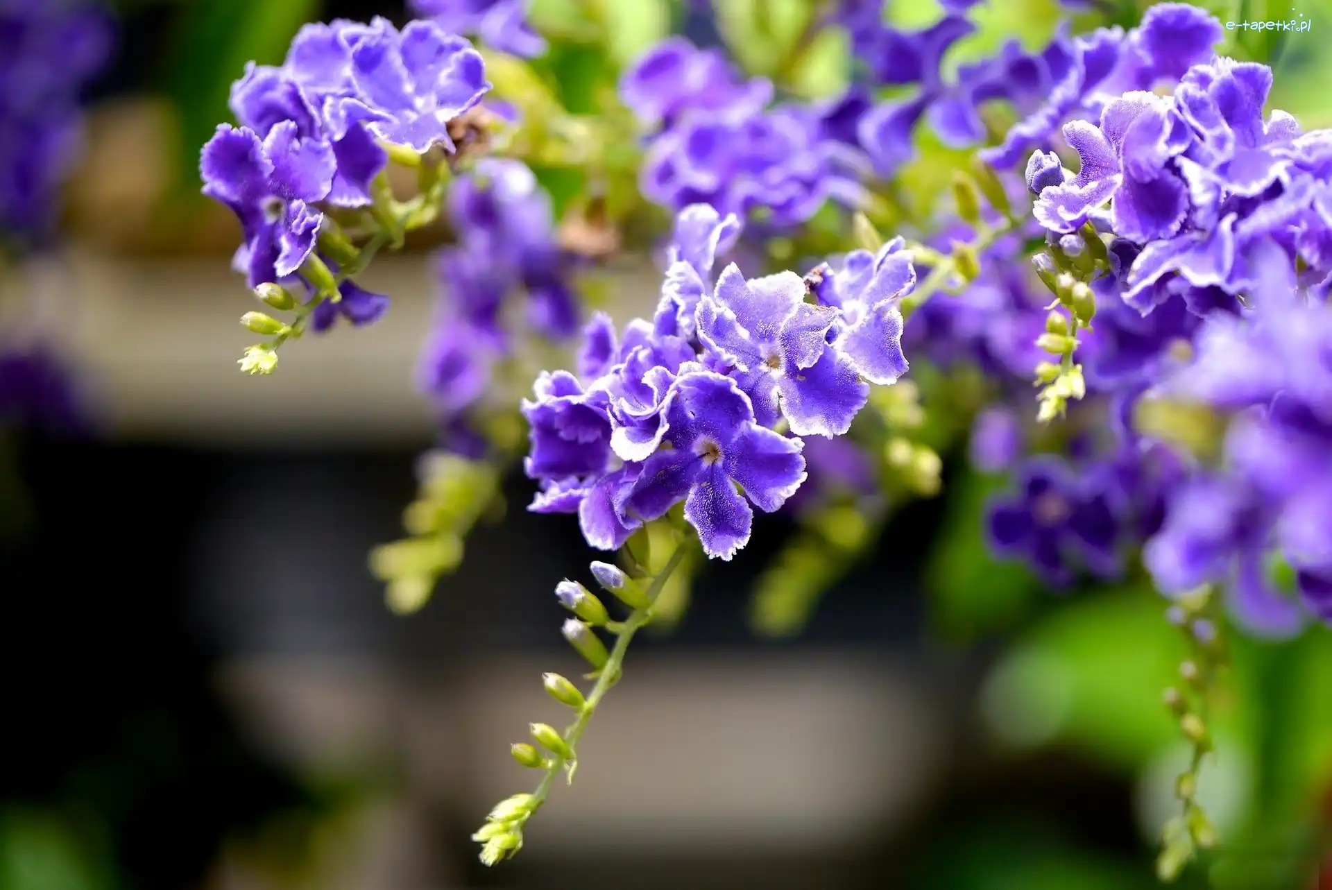 Duranta, Kwiaty, Fioletowe
