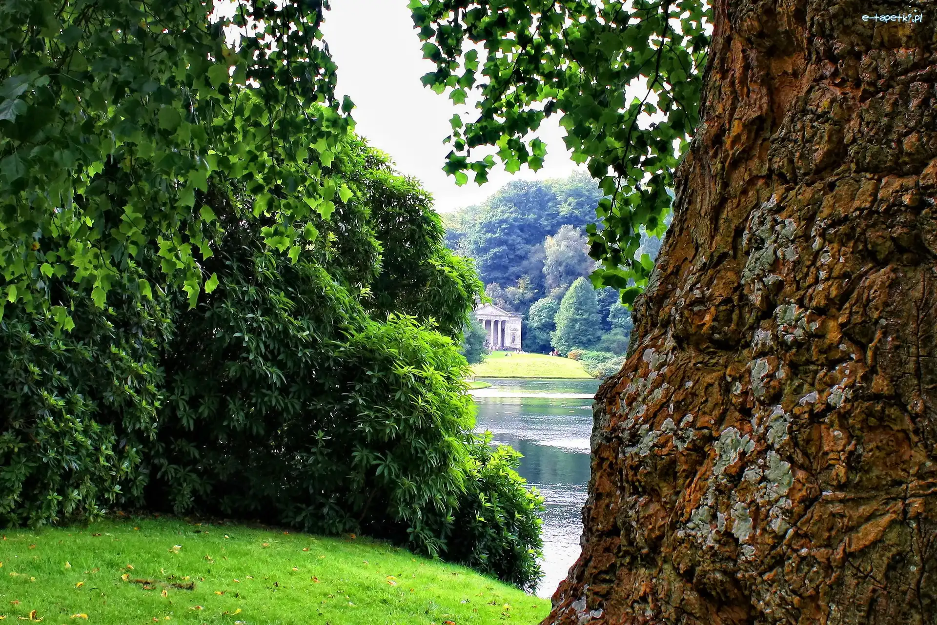 Drzewa, Park, Staw, Pień
