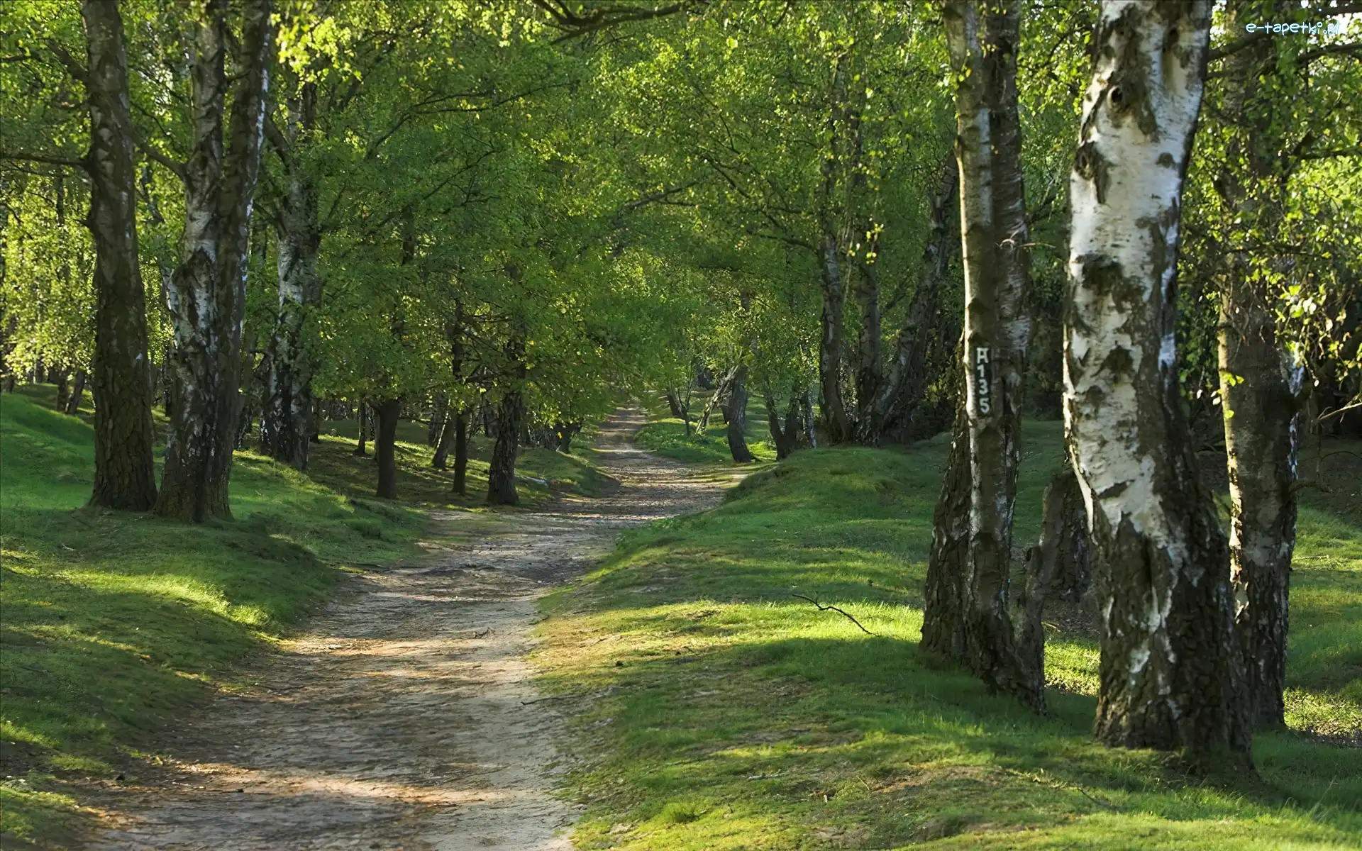 Ścieżka, Brzozy, Las