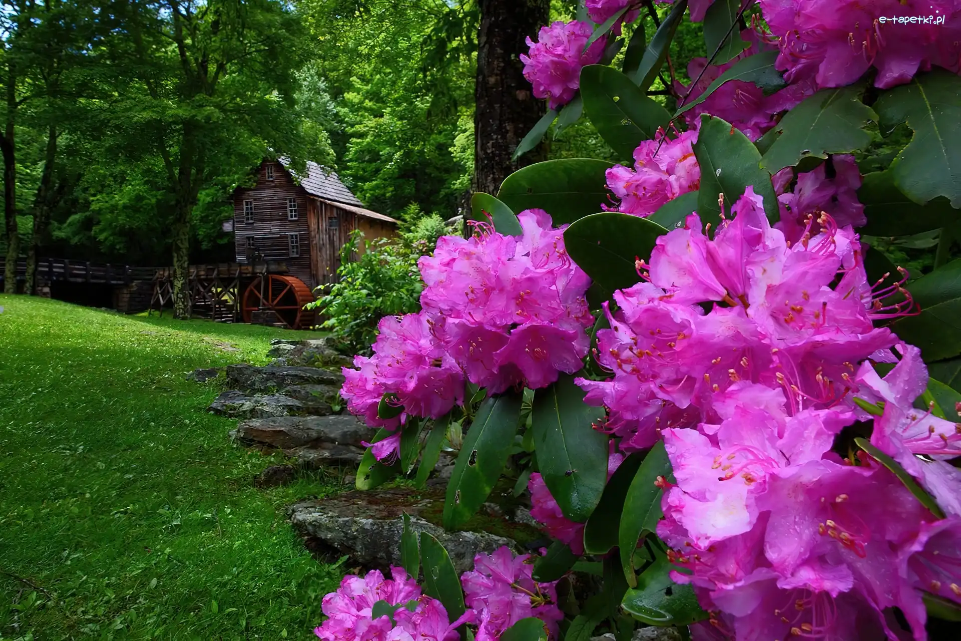 Wiosna, Wodny, Młyn, Rododendron, Kwiaty