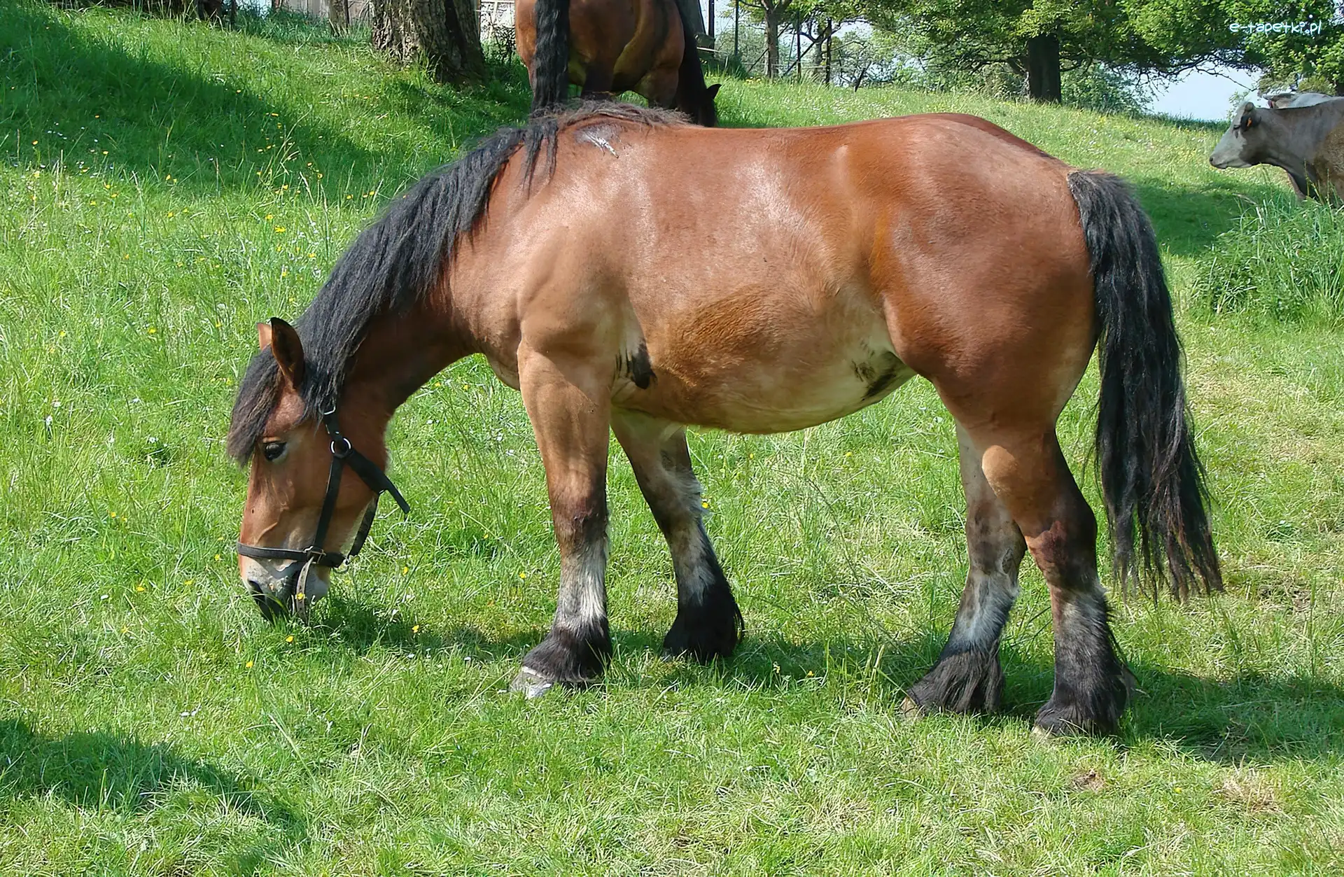 Łąka, Konik