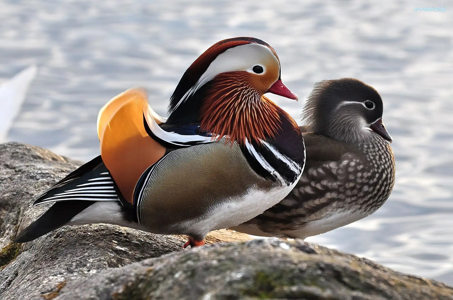 Kaczki, Skała, Mandarin, Dwie