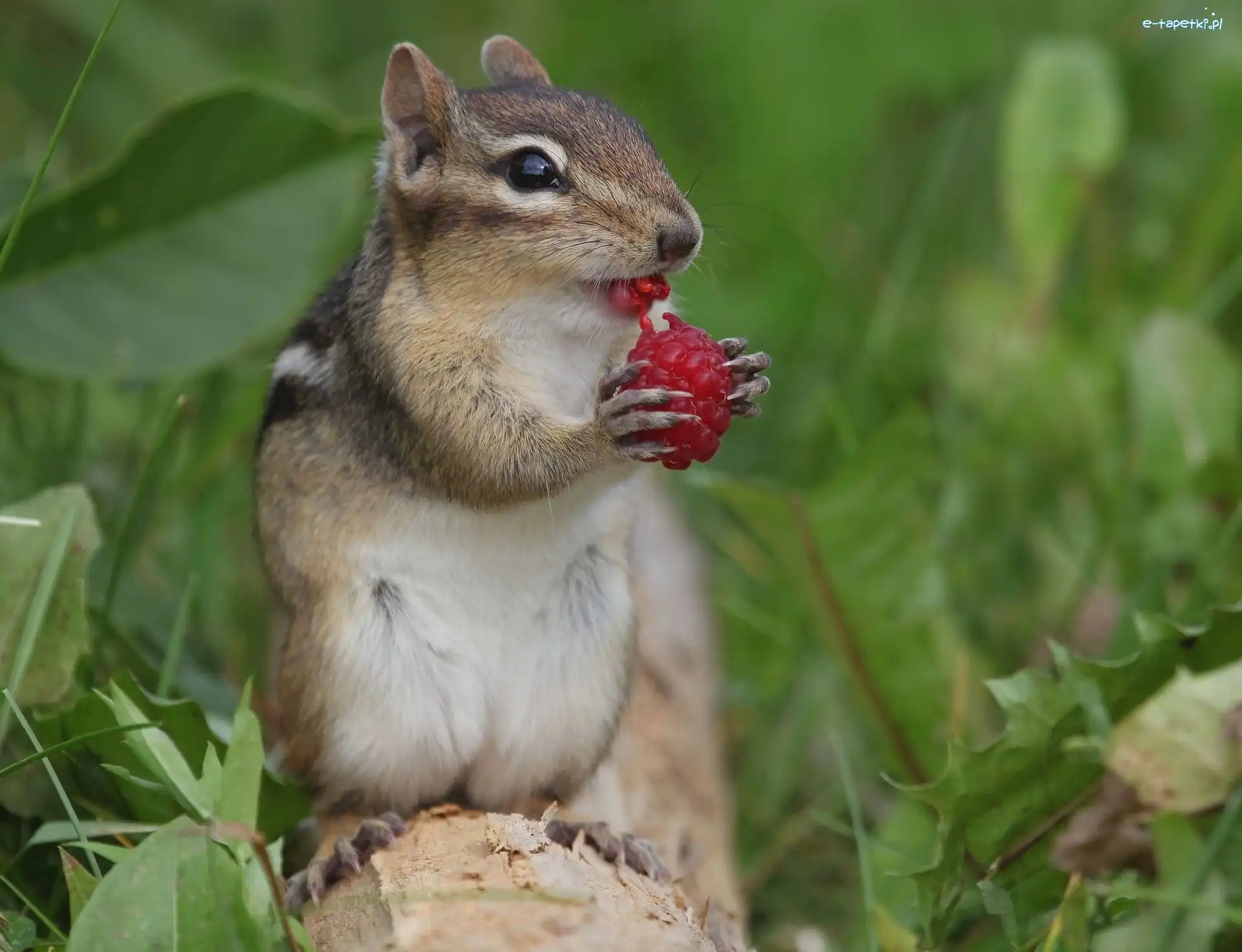 Malinka, Chipmunk