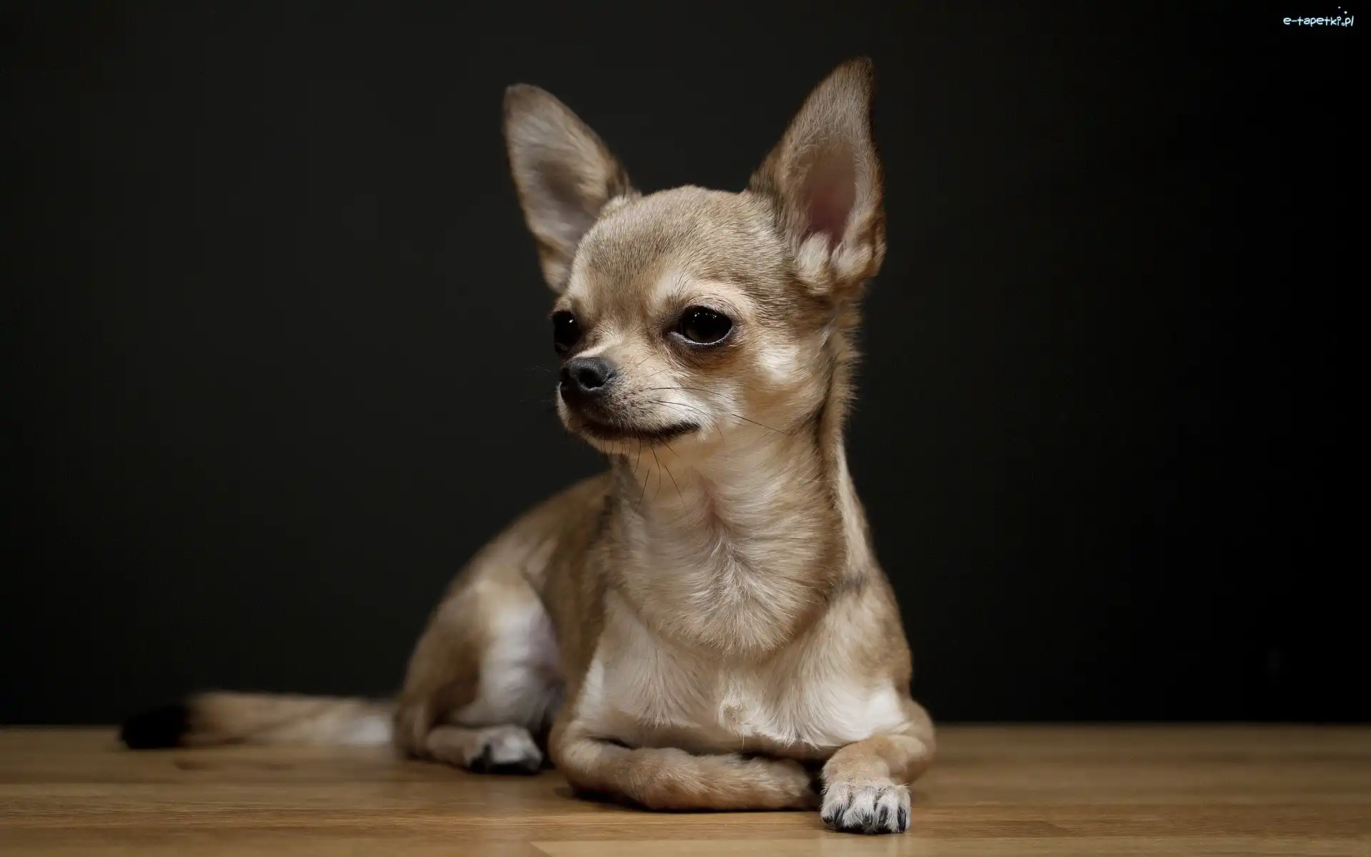 Maści, Beżowej, Chihuahua