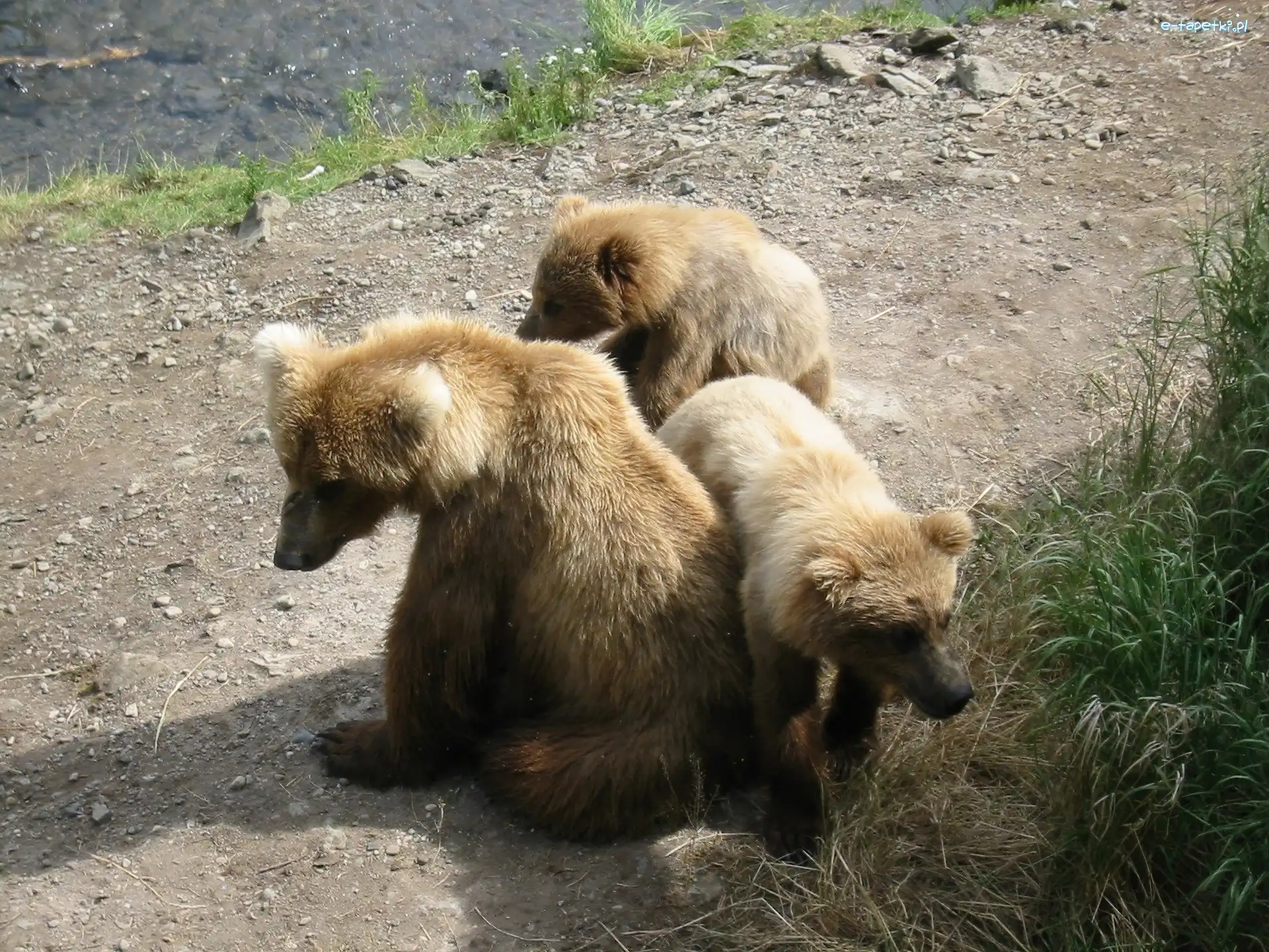 Brnatne, Niedźwiadki, Trzy