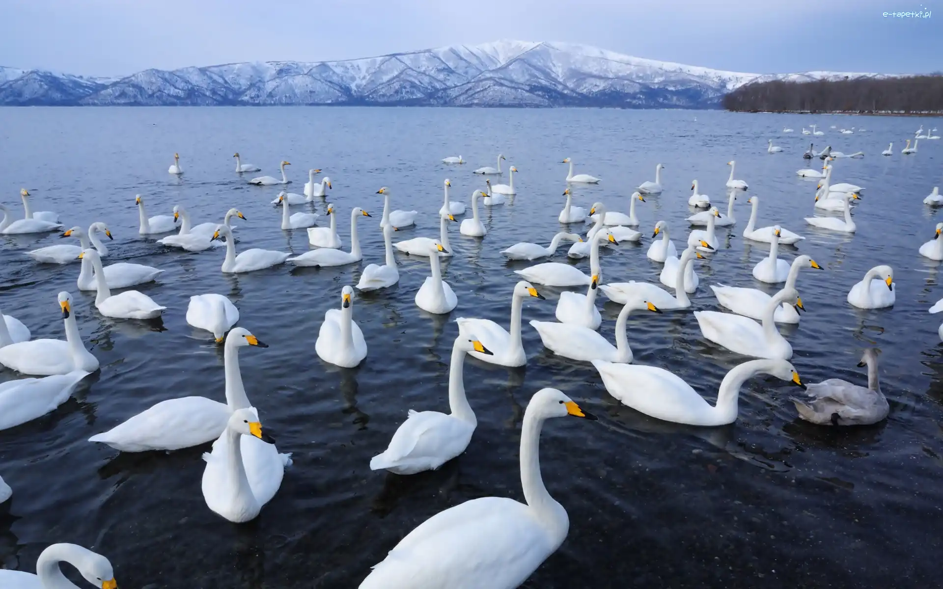 Łabędzie, Jezioro