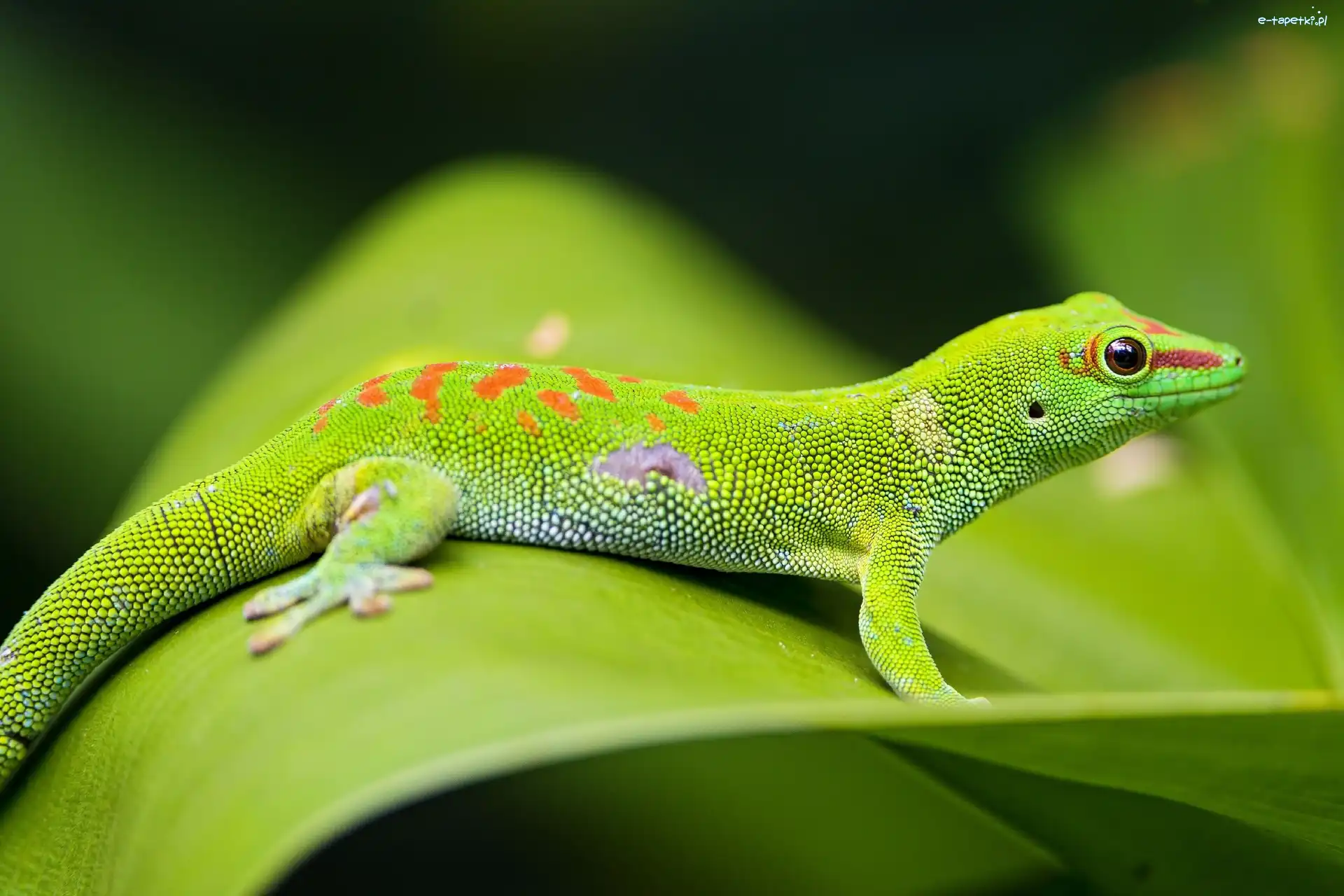 Jaszczurka, Felsuma madagaskarska, Gekon, Zielona