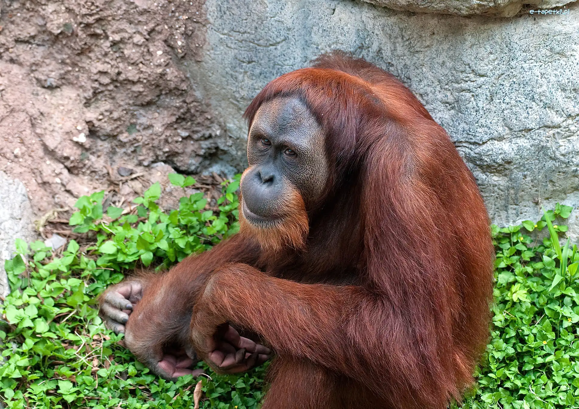 Zielań, Skała, Orangutan