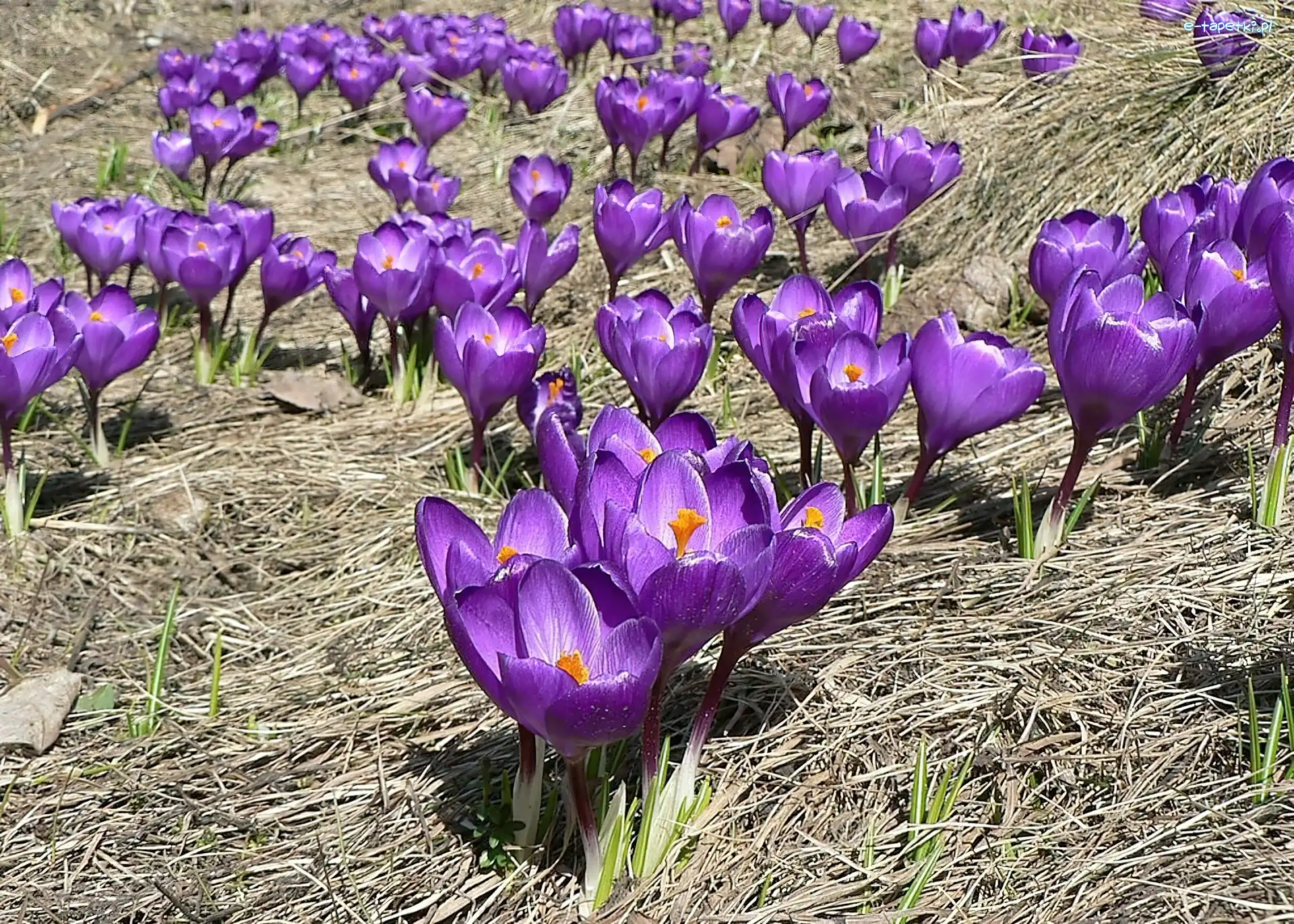 Krokusy, Kwiaty