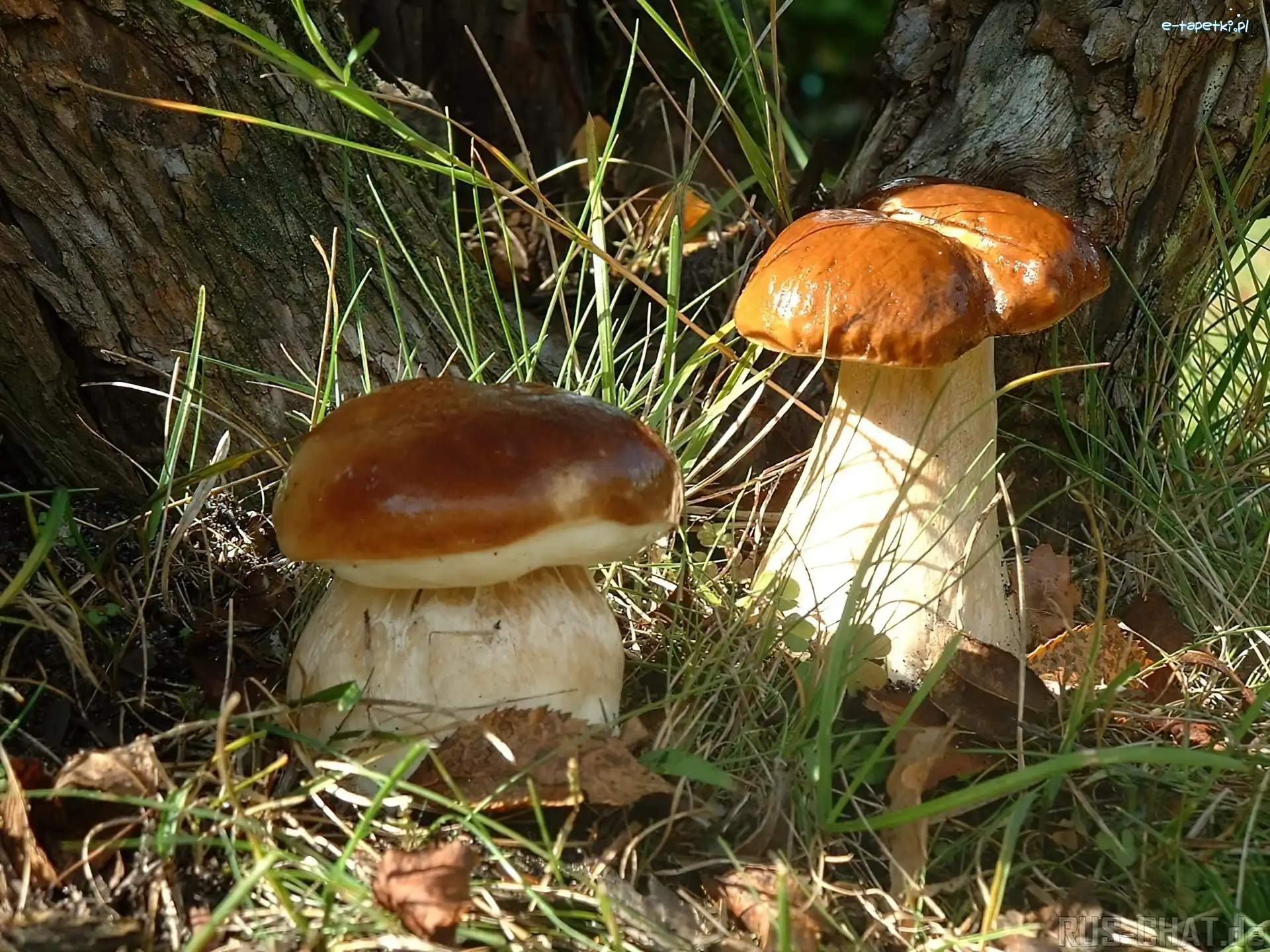 Dwa, Borowiki, Grzyby, Las